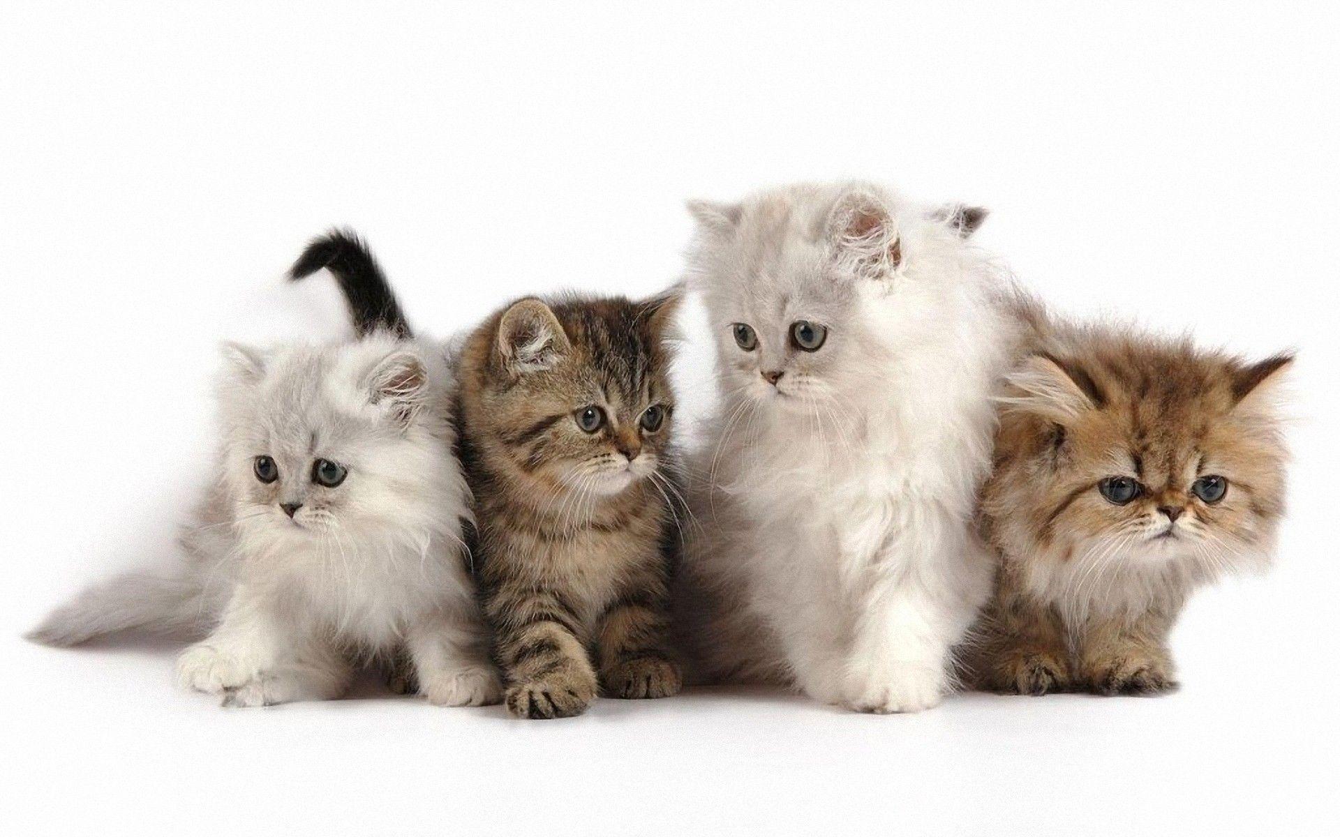 Cute Kitten Wallpaper