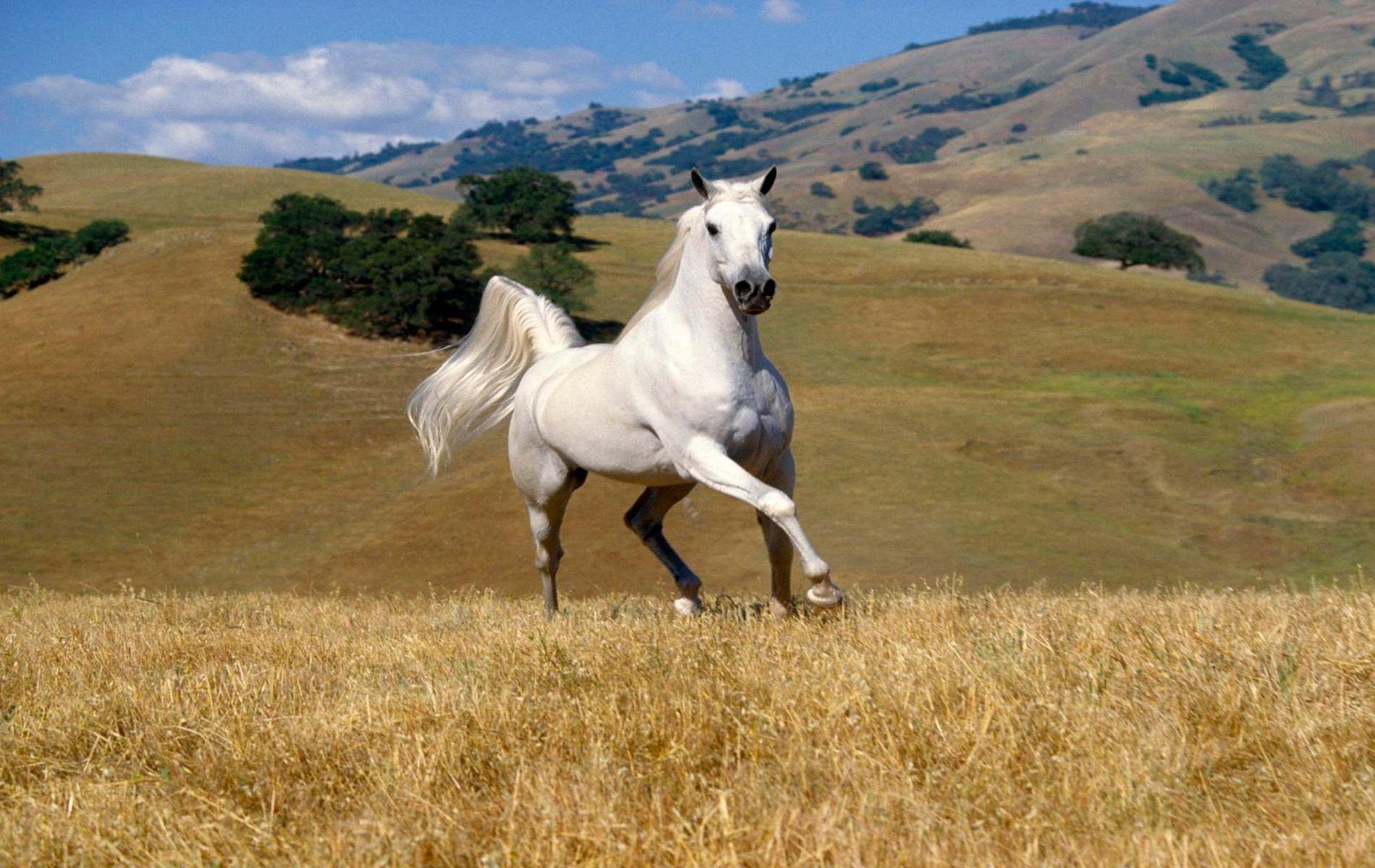 Beautiful White Horse Photo Nice Background Free