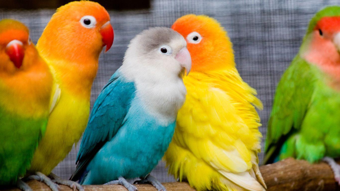 lovebirds. Cool Desktop Wallpaper