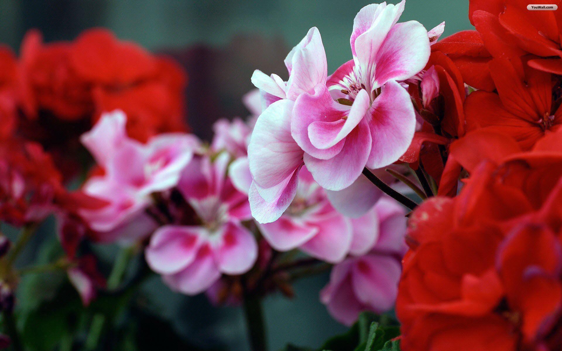 Red Flowers wallpaper