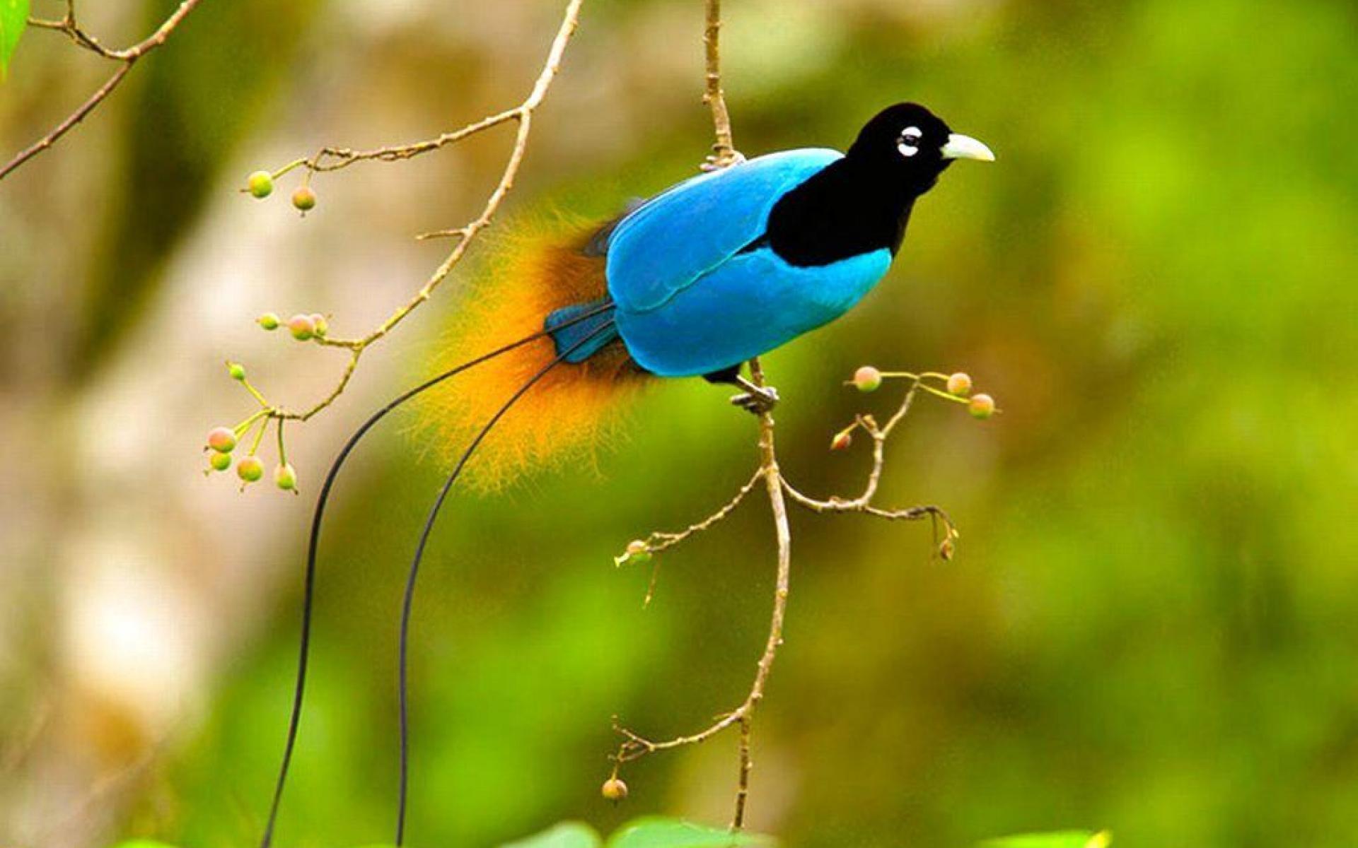Greater Birds of Paradise HD Wallpaper and Desktop Image. Cool