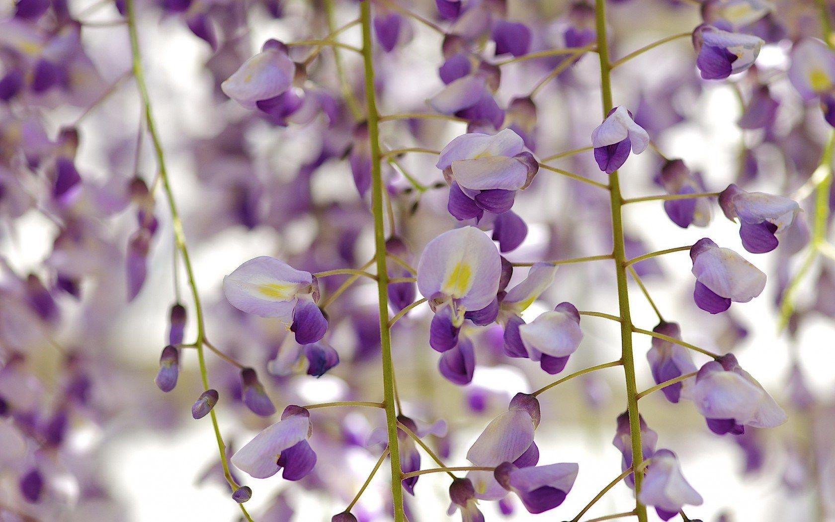 Flowers Wisteria Floribunda Royal Purple HD Wallpaper