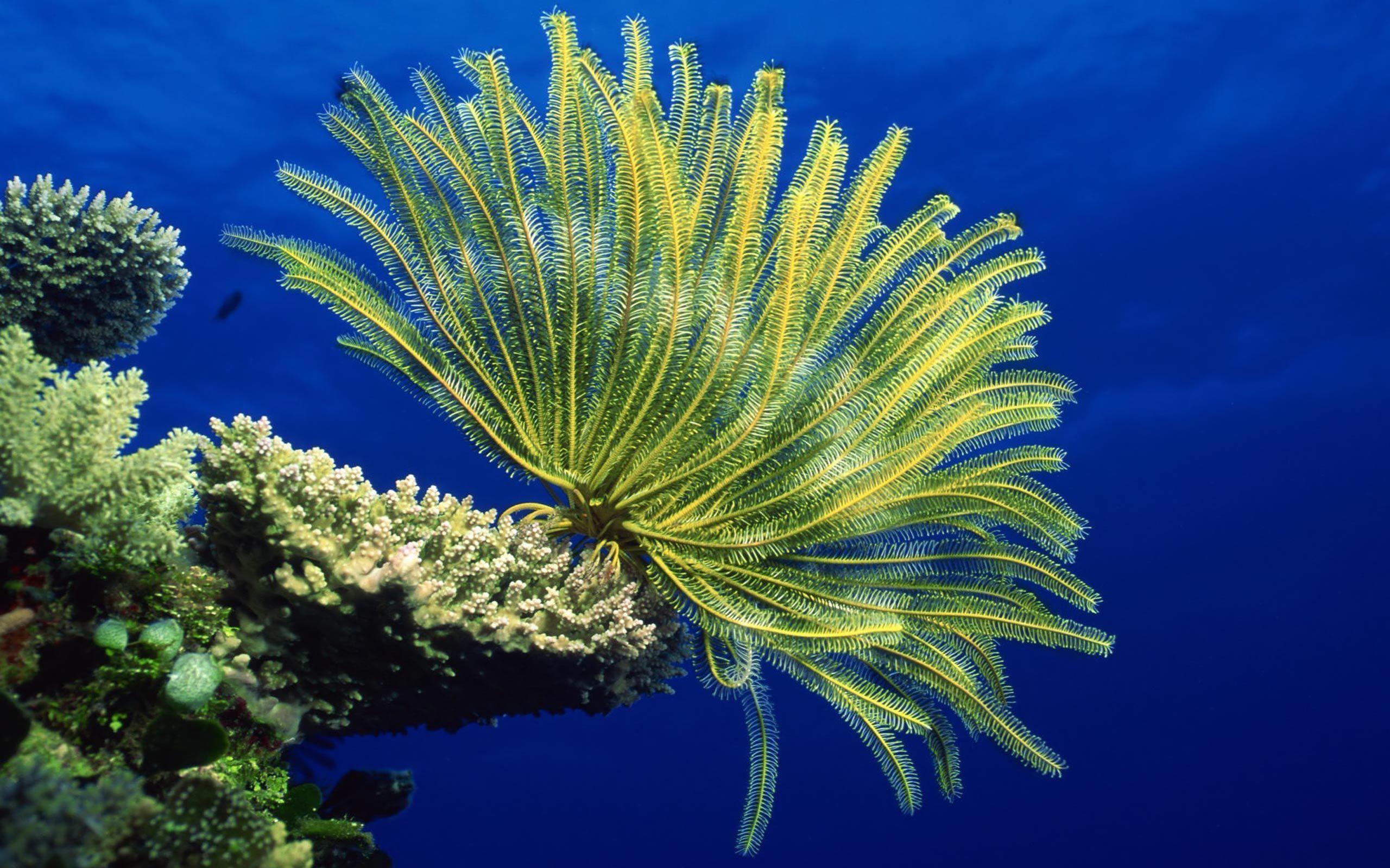 Desktop background // Animal Life // Underwater // Sea anemones
