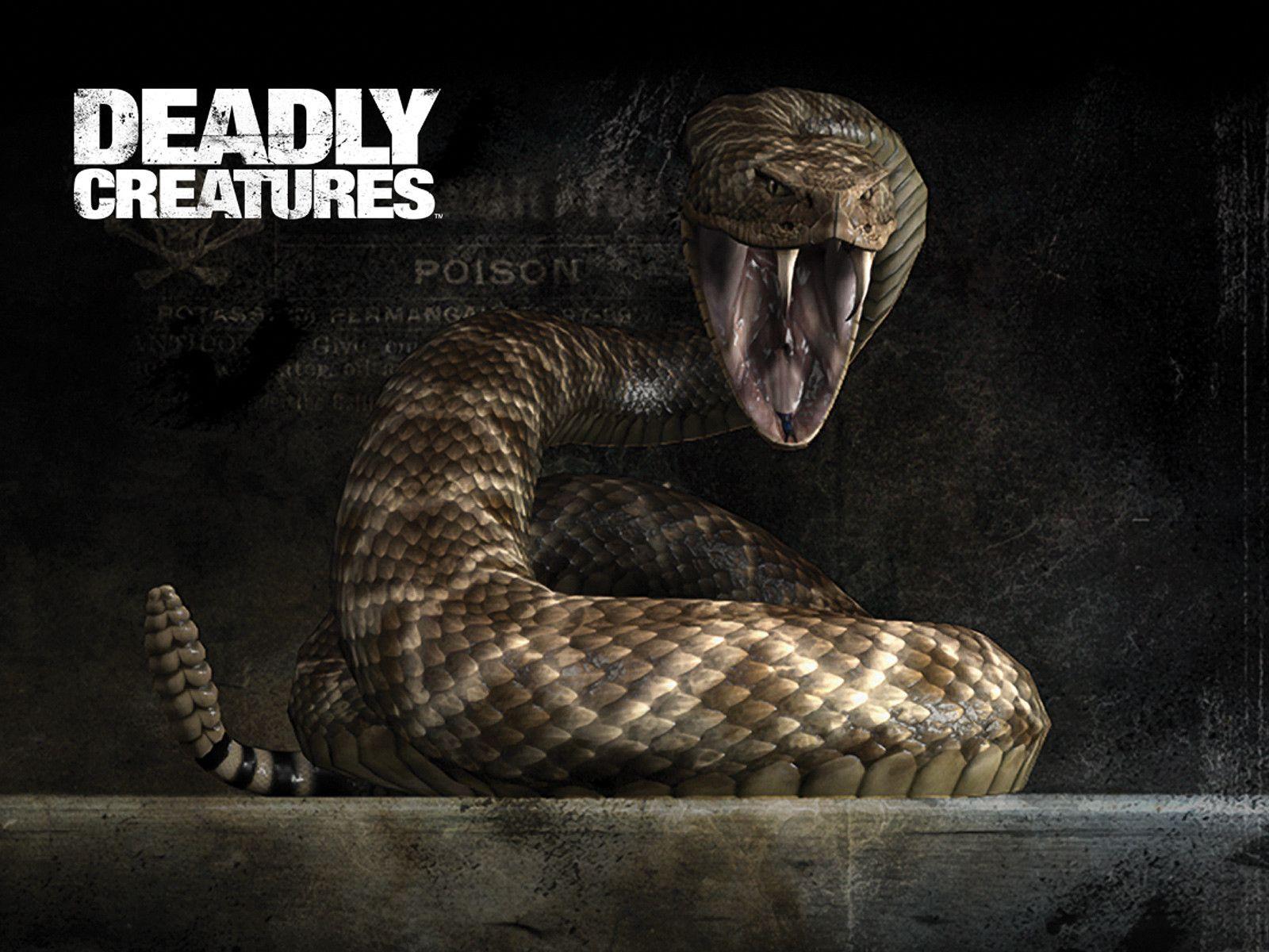 Rattlesnake Creatures Wallpaper, Rattlesnake Wallpaper