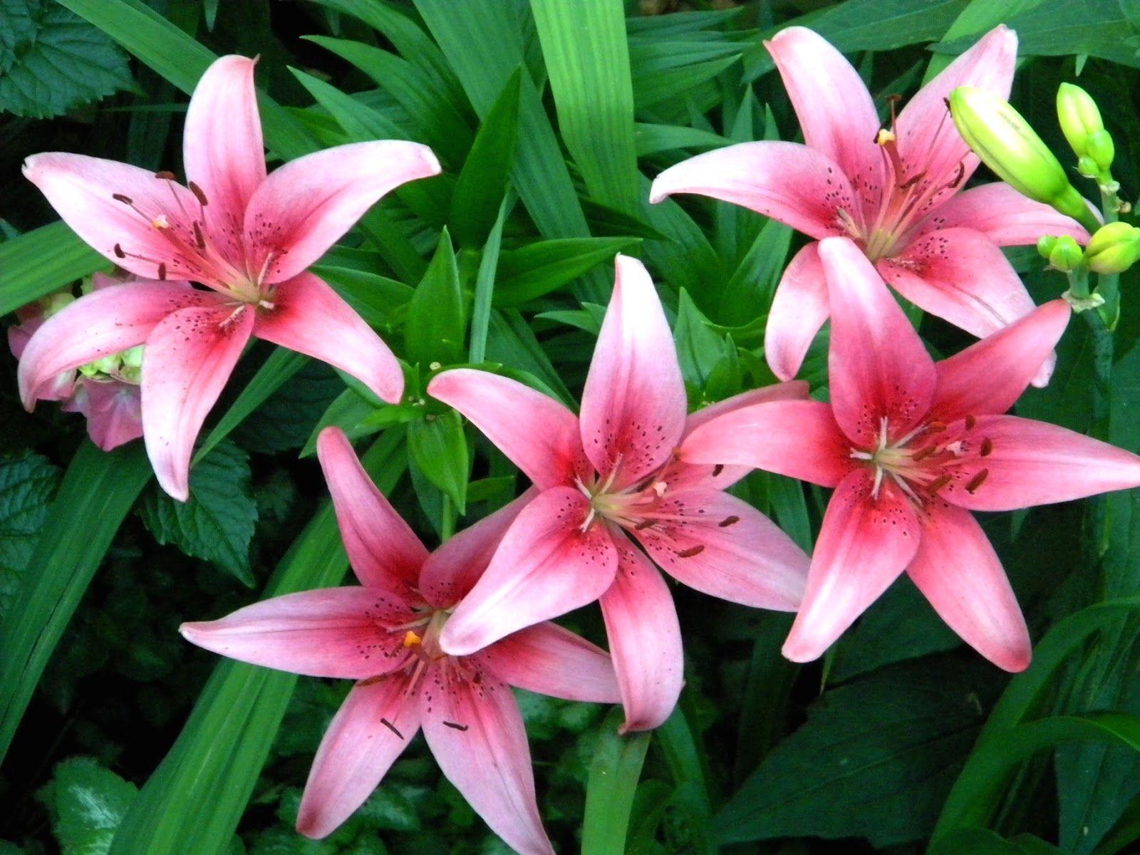 Clipart Design Stock: Lilium &;Stargazer&; (the Stargazer lily)