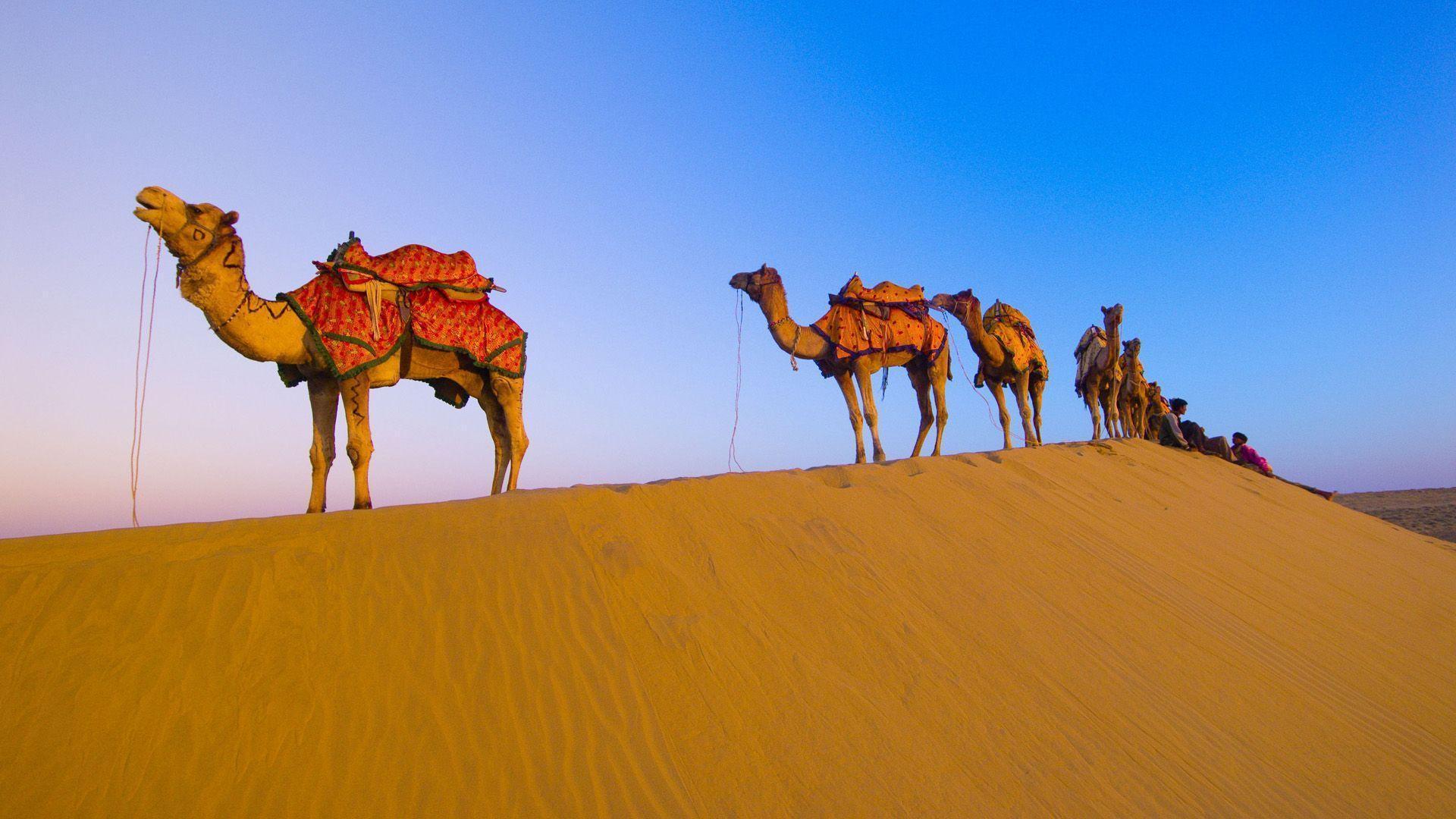 Camel HD Wallpaper