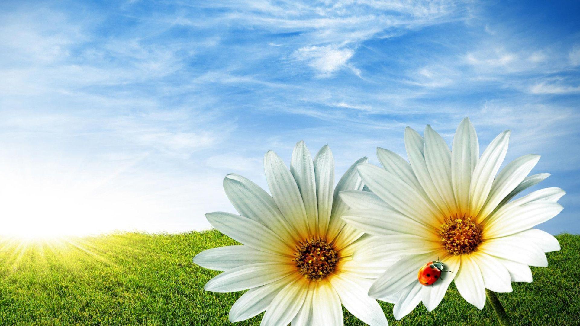 Spring picture background spring