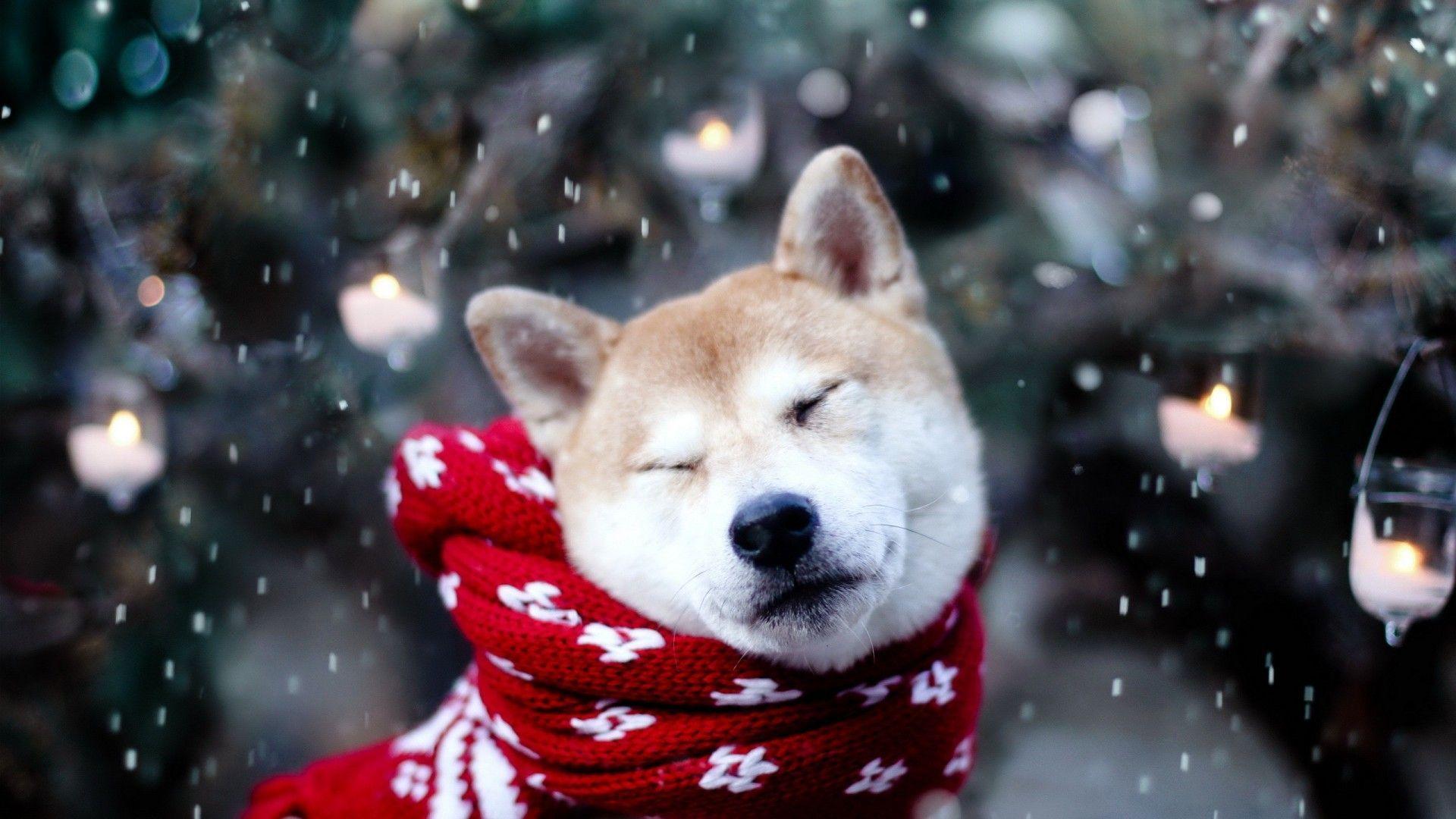 Featured image of post Shiba Inu Wallpaper Kawaii Check out this fantastic collection of kawaii japanese wallpapers with 72 kawaii japanese background images for your desktop phone or tablet