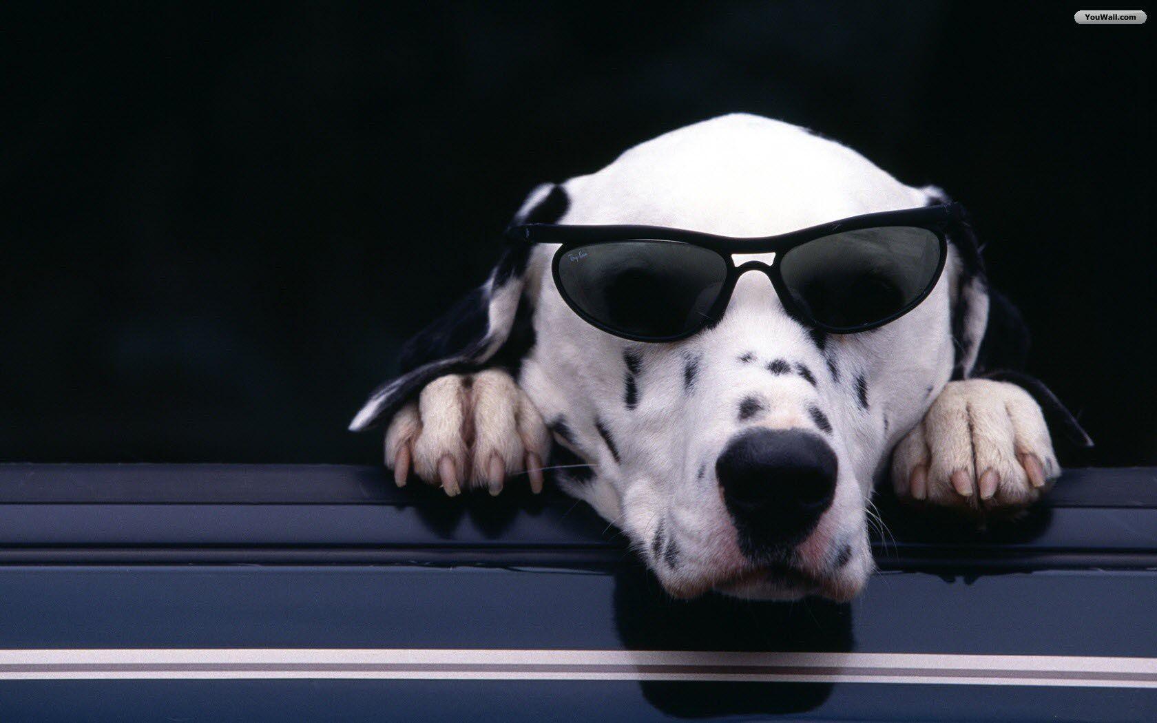 Pix For > Cool Dog Is Cool