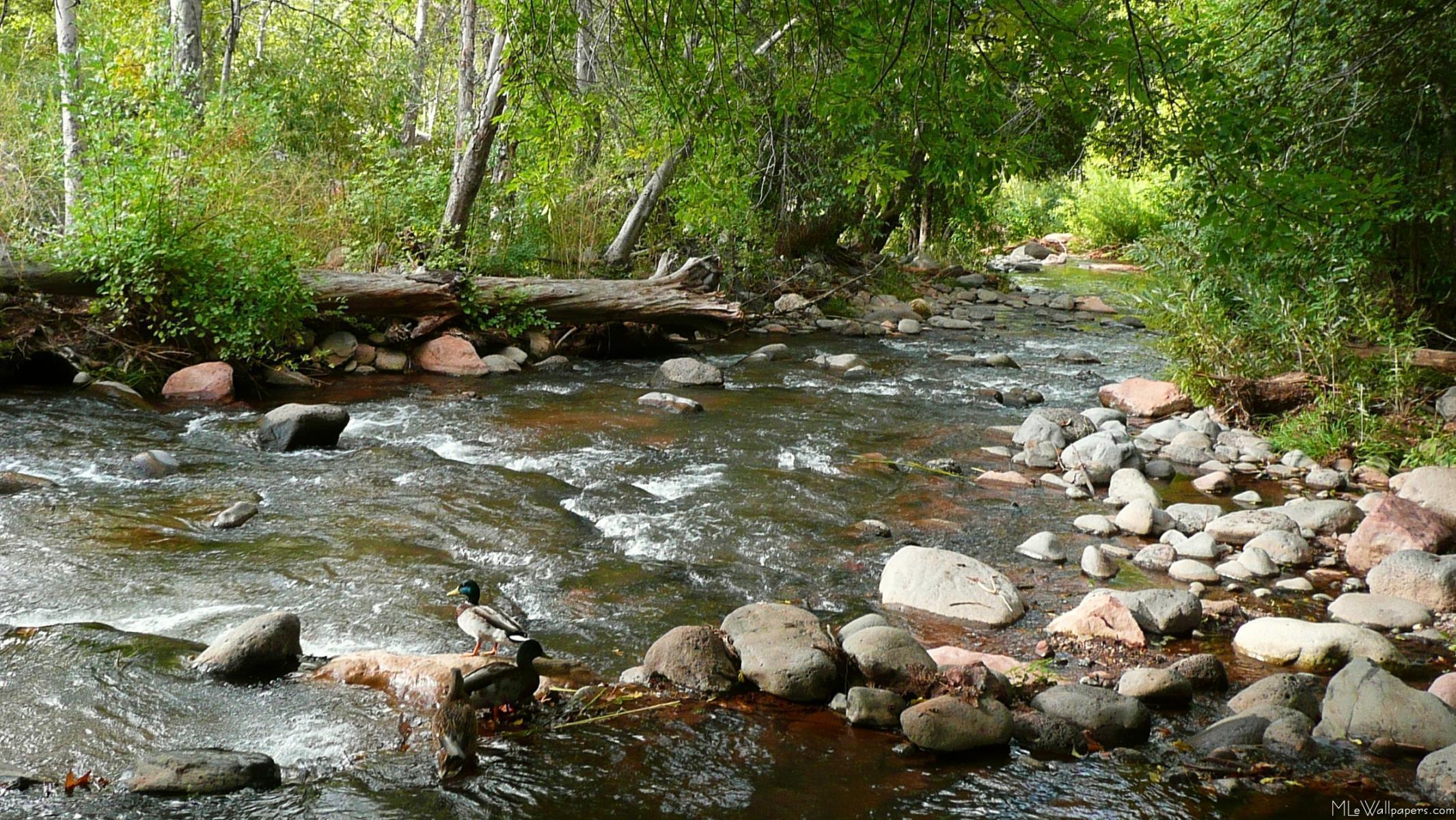 MLe Creek and Mallard Duck