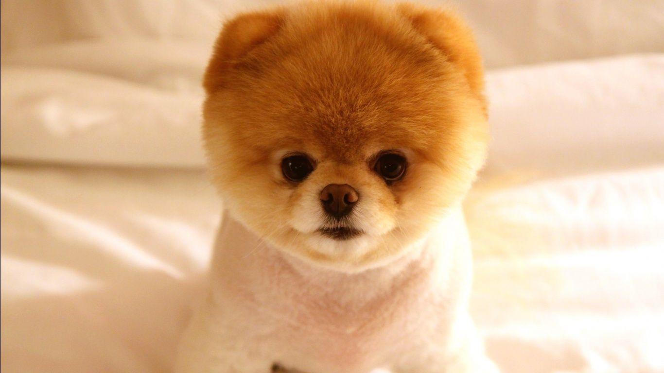Cute Dog Boo Wallpapers