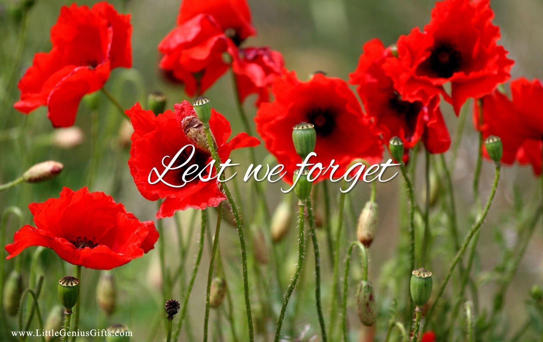 remembrance poppy