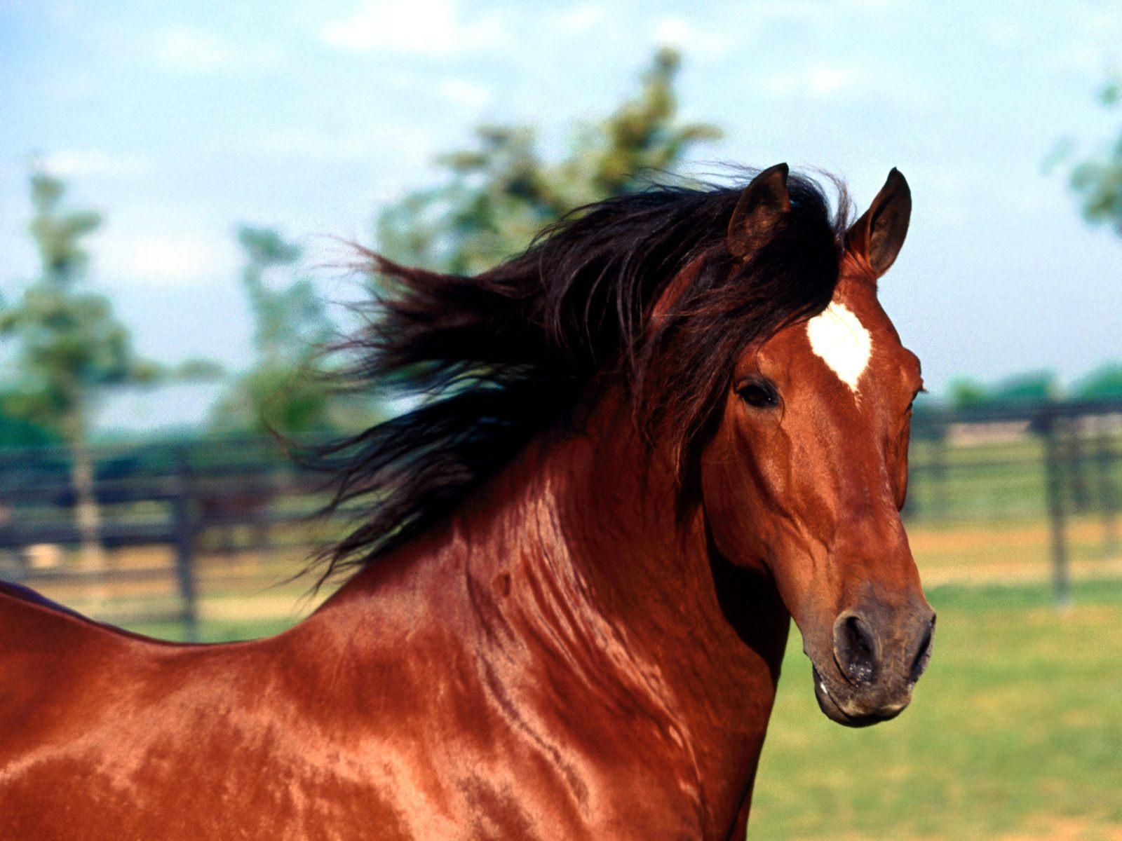 Andalusian stallion horse free desktop background wallpaper