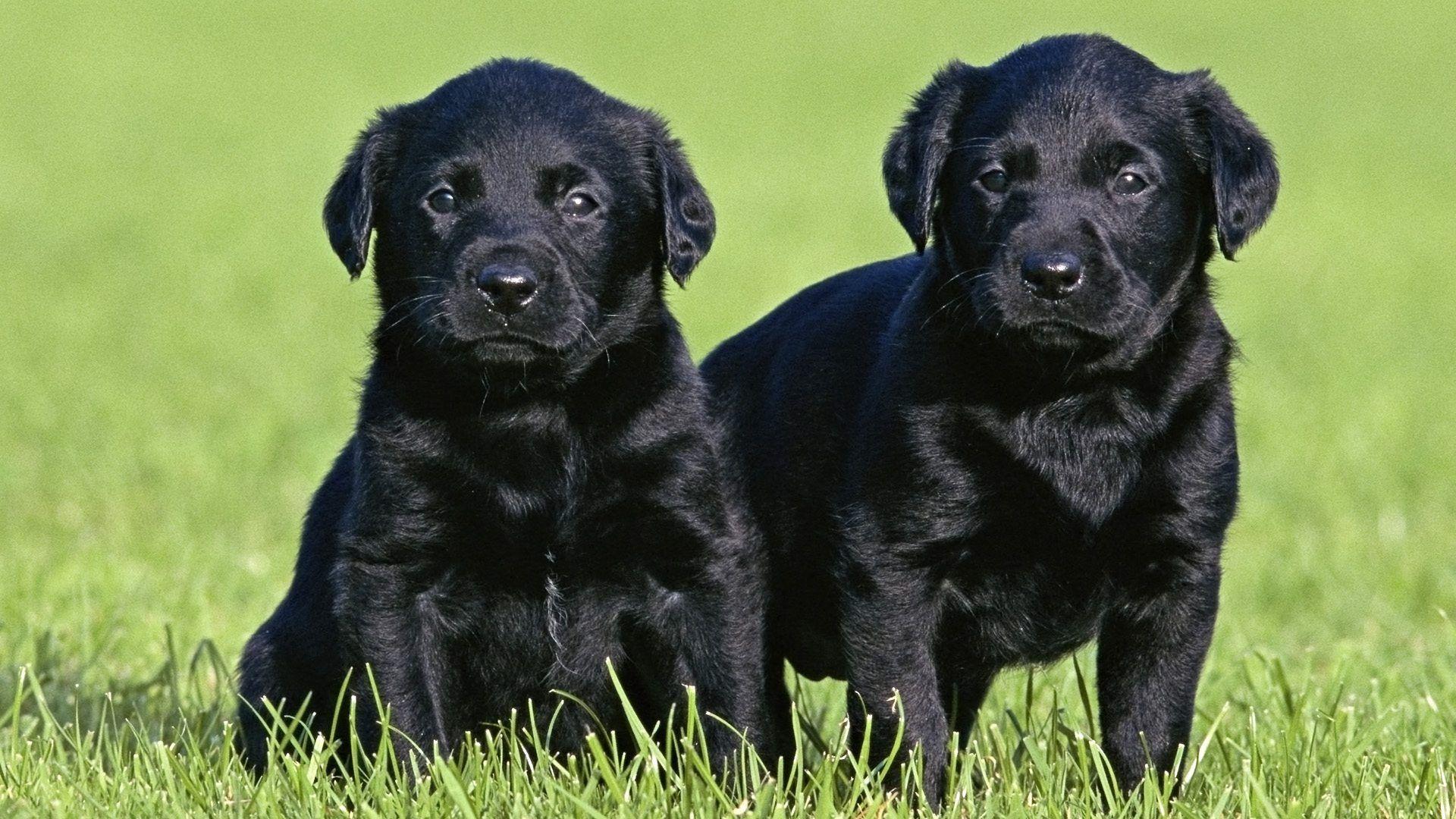 Labrador Retriever Dog : Characteristics, Temperament and Exercise