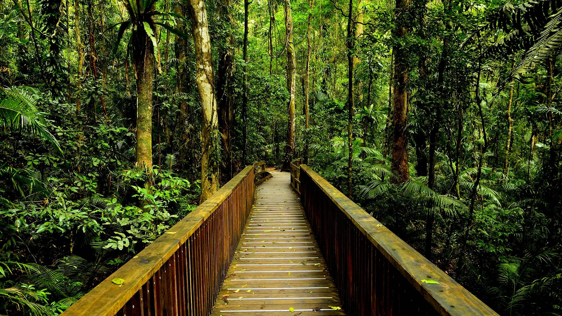 HD Rainforest Walkway Wallpaper