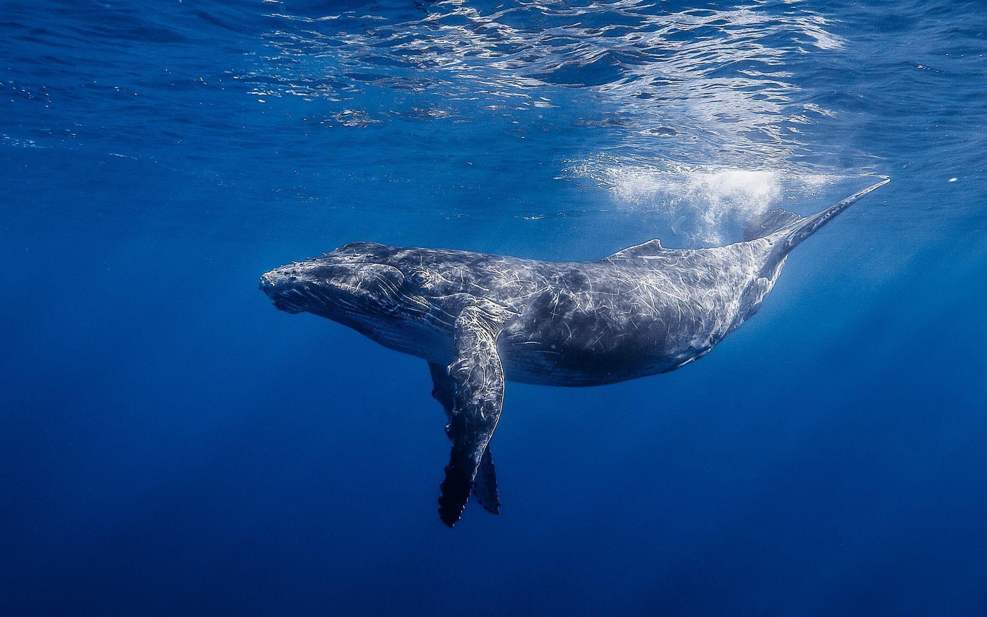 Humpback whale HD Wallpaper