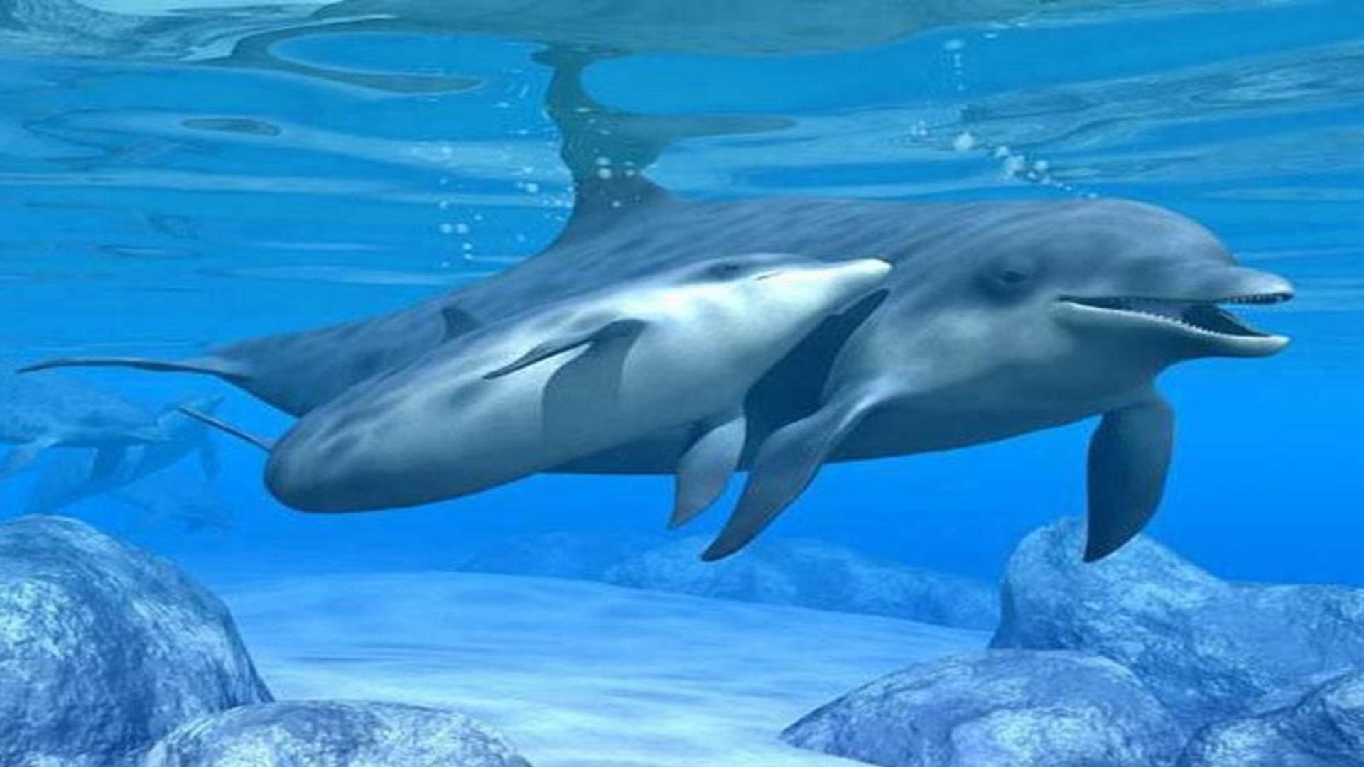 Happy dolphins wallpaper HD free desktop background
