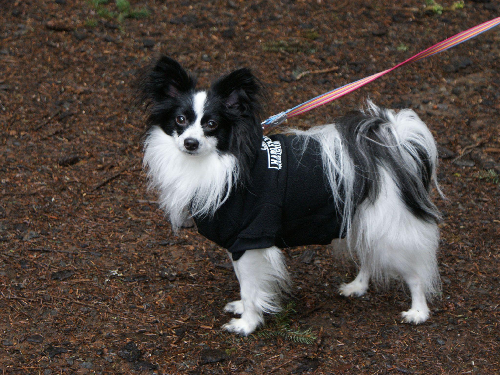 Papillon on the leash and with clothes wallpaper