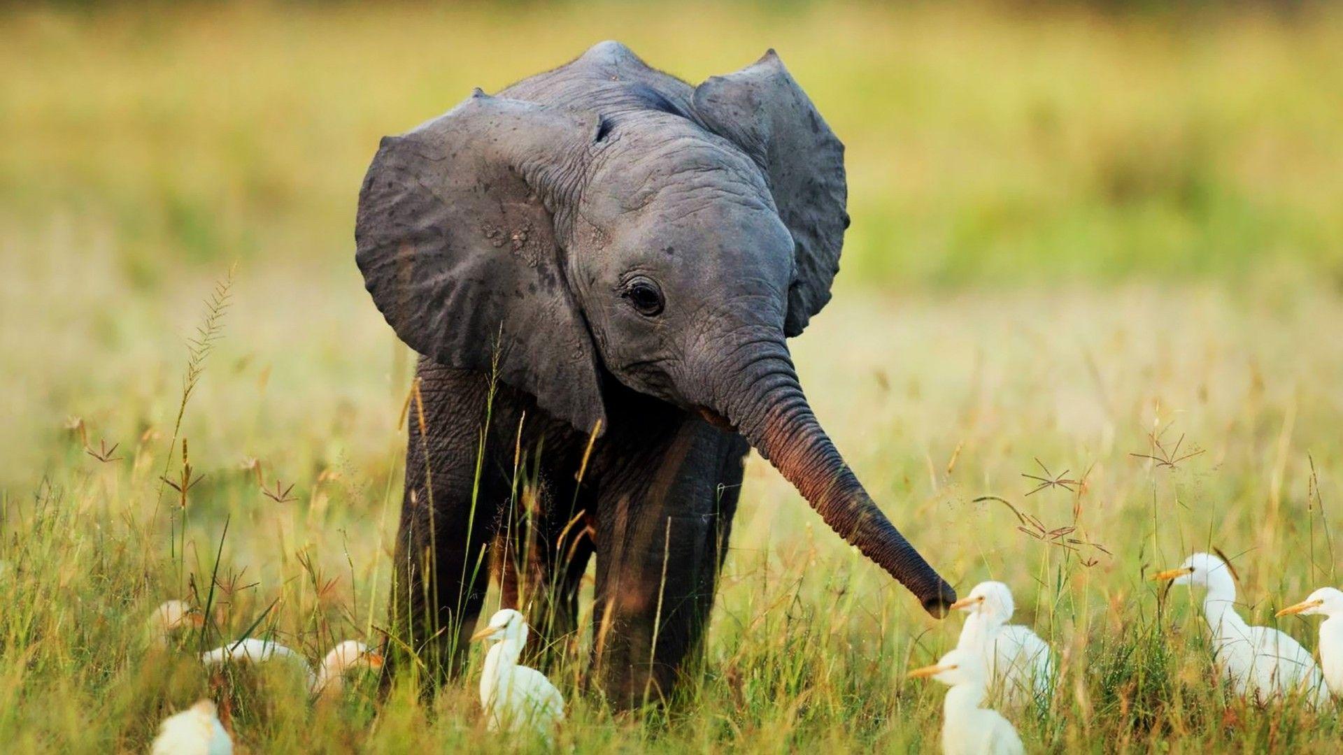 Baby Elephant  Wallpapers  Wallpaper  Cave