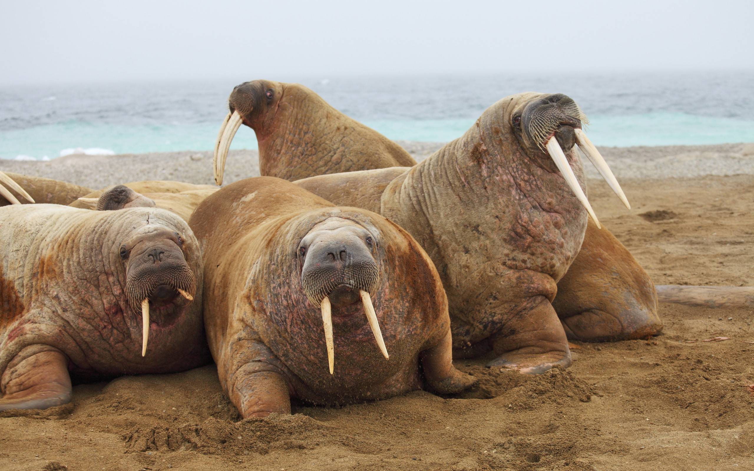 Walrus family haul out Planent