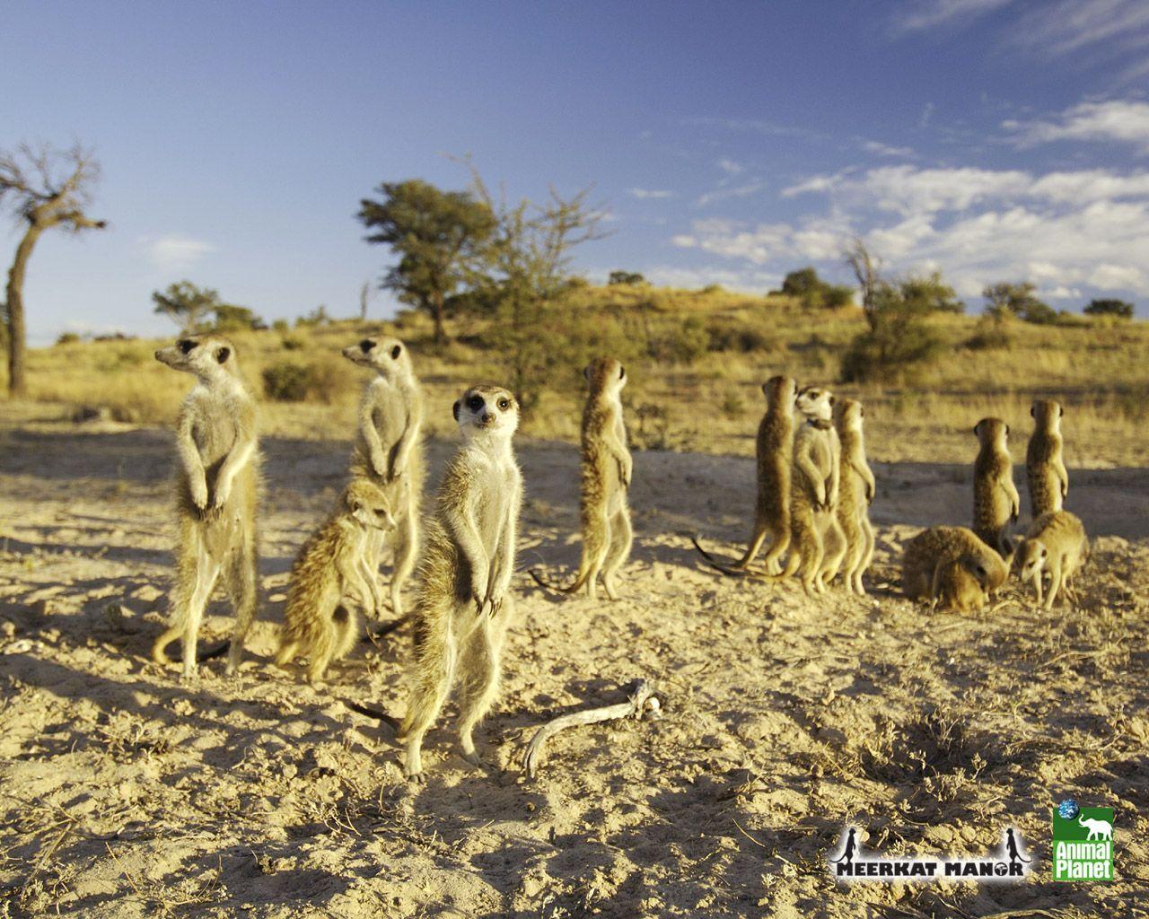 Meerkats Wallpaper Image & Picture