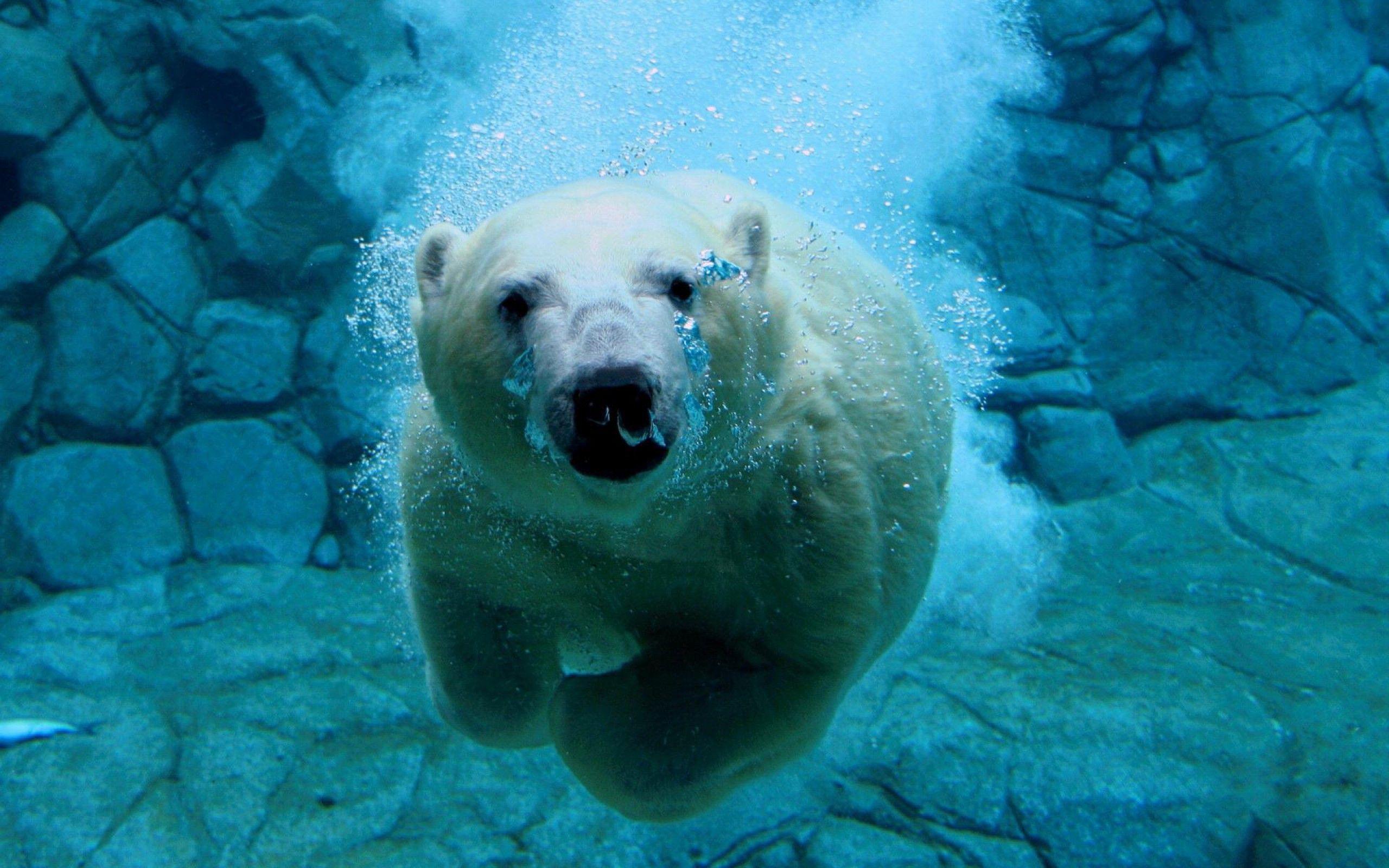 Animals Polar Bear- Wallpaper 2560x1600 HD Wallpaper