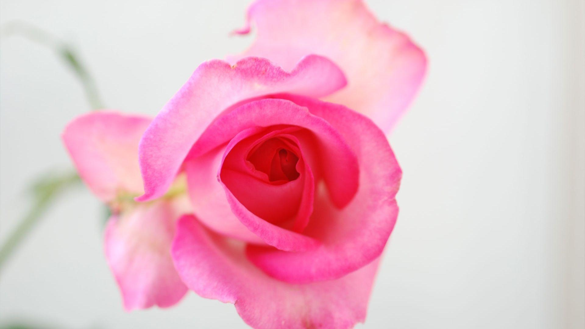 Rose Flower wallpaper