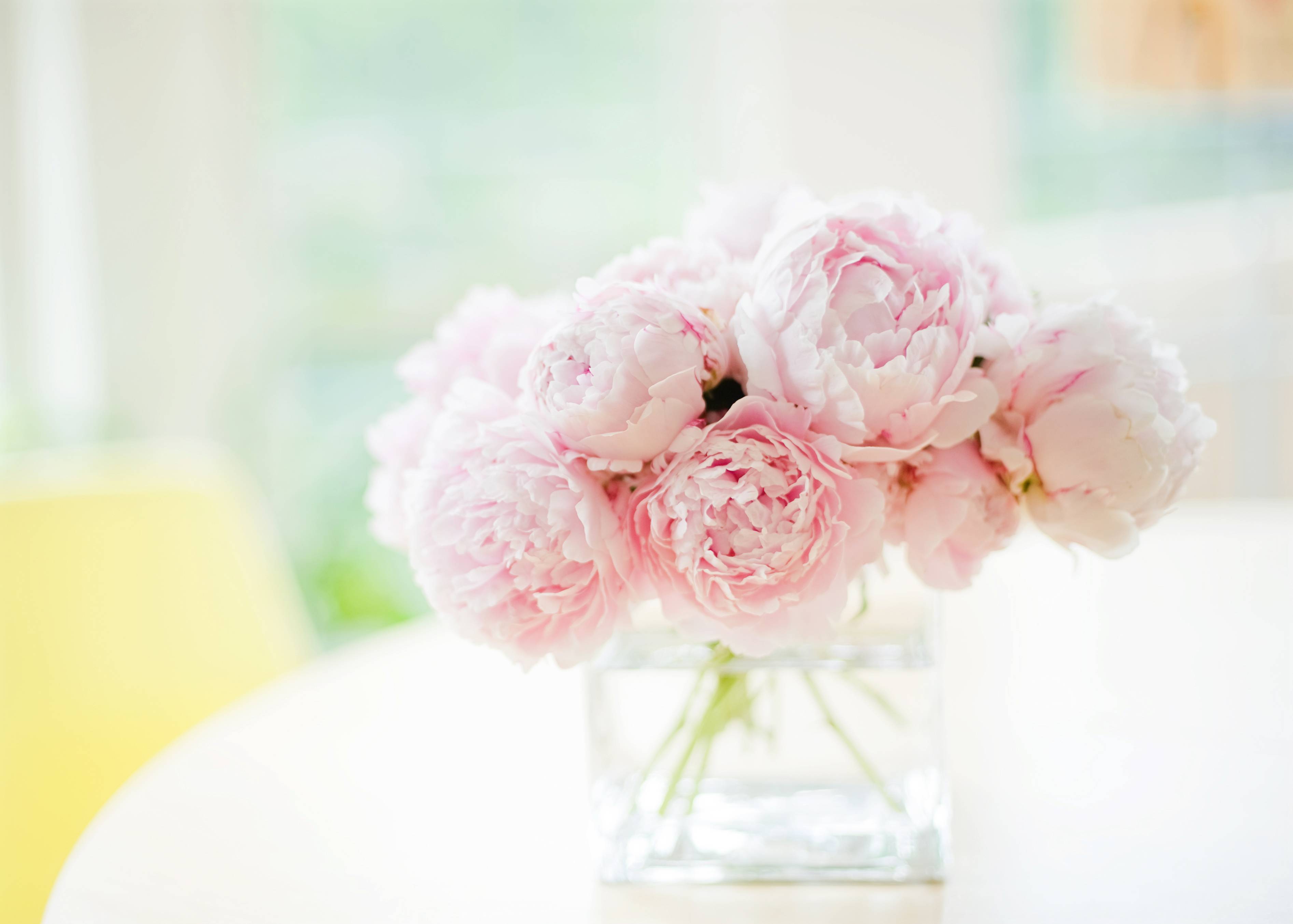 Peonies Background