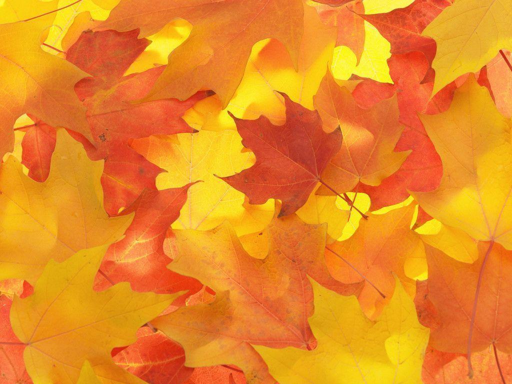 Fall Leaves Background 20804 1024x768 px HDWallSource