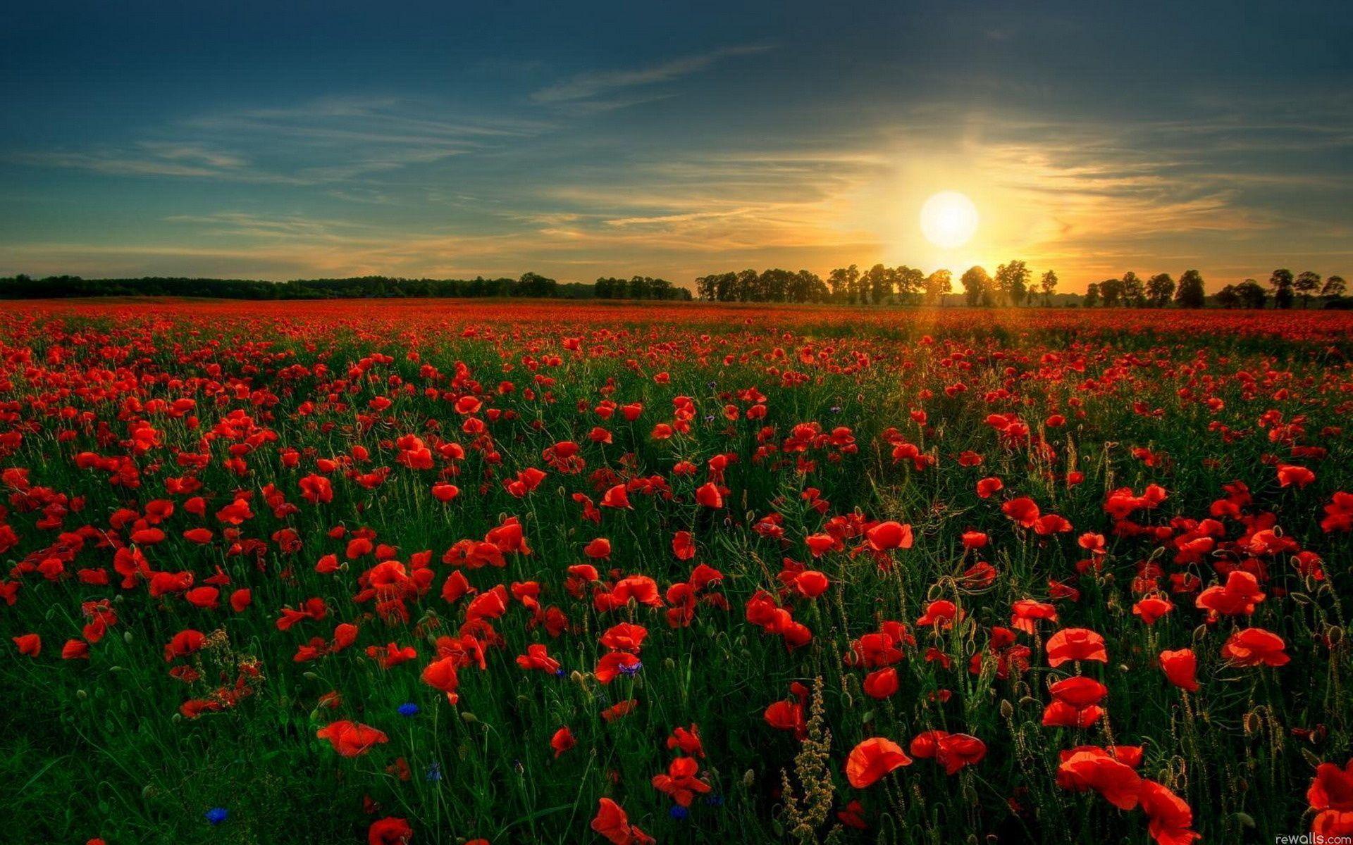 Red Flowers HD Wallpaper. Red Flowers Image
