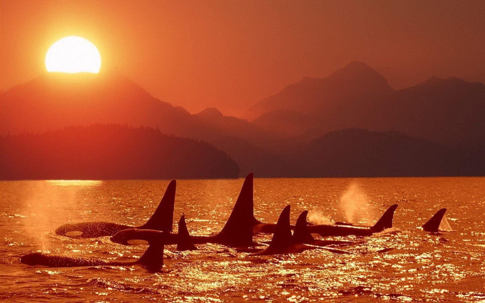 Killer Whale Jumping Wallpaper Image & Picture