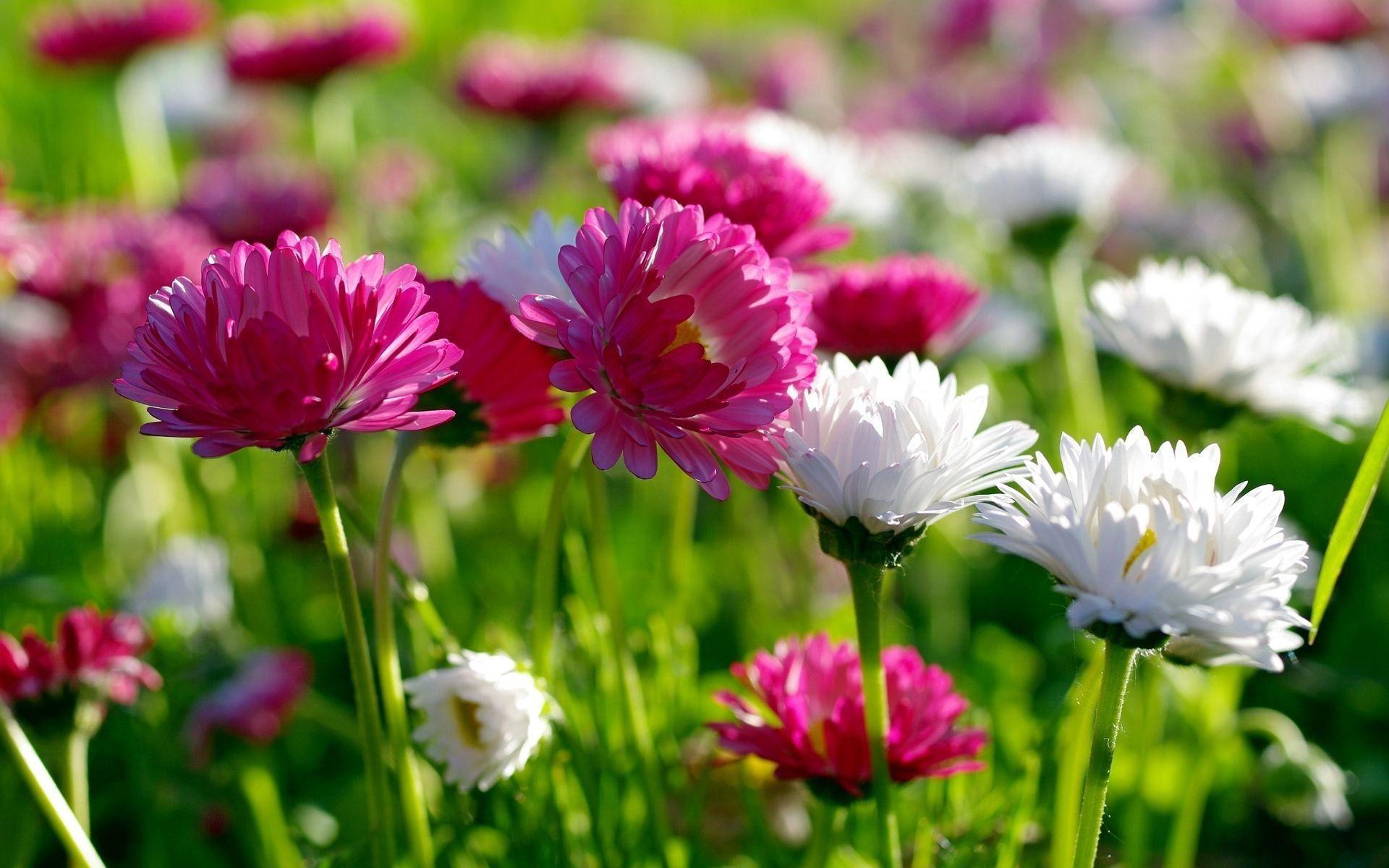 Spring Flowers Wallpaper Wallpaper Inn
