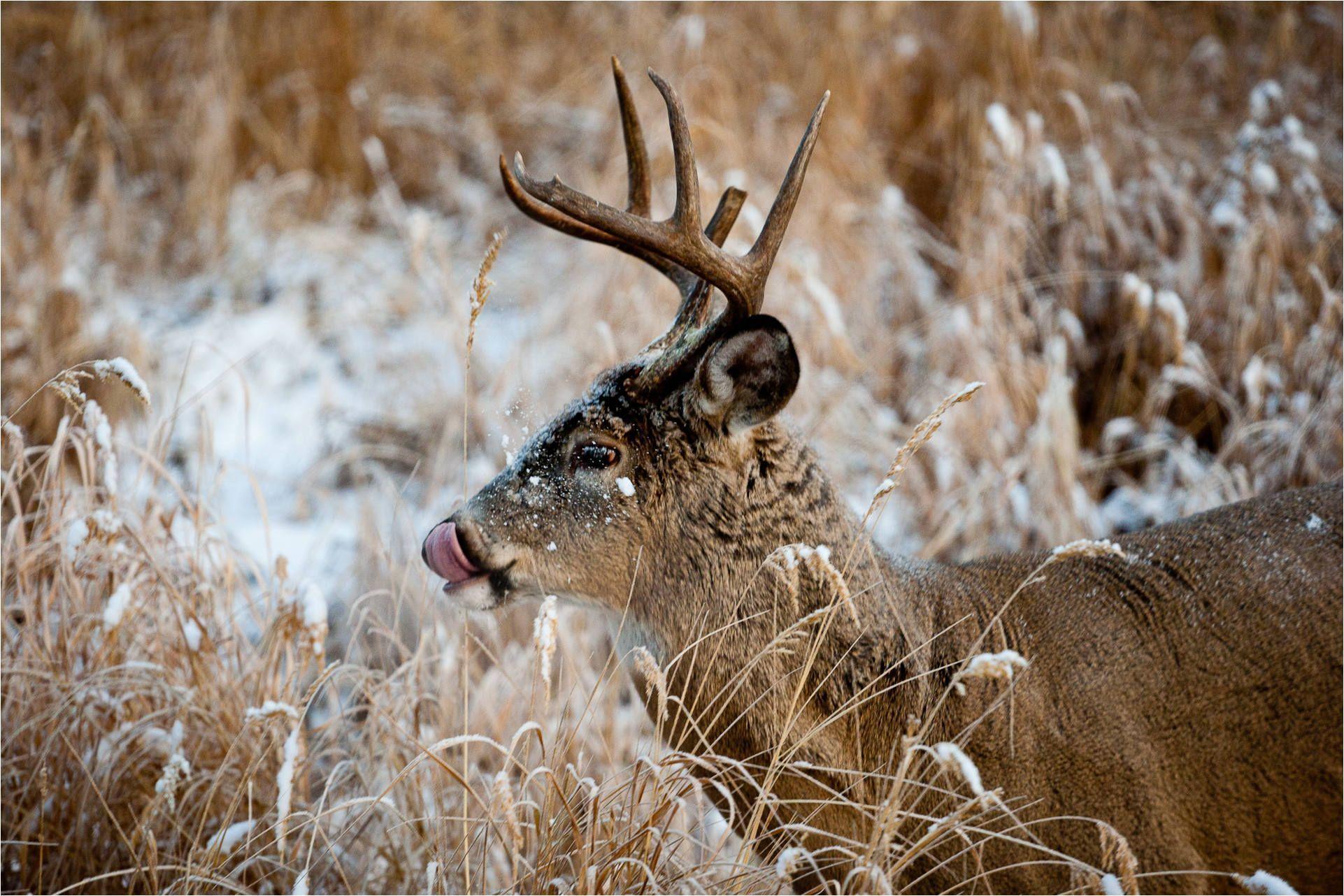 whitetail. Christopher Martin Photography