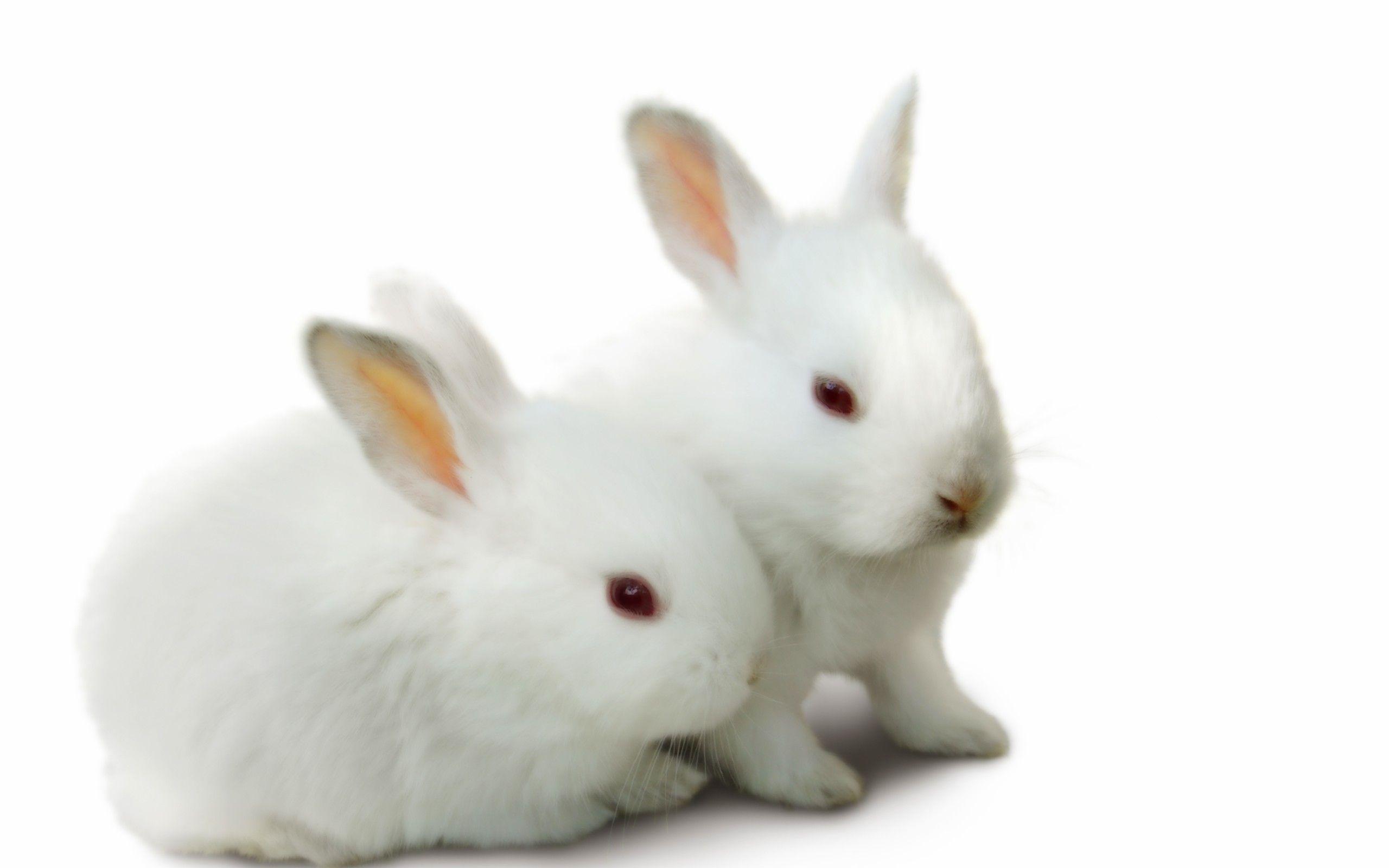 white rabbits wallpaper