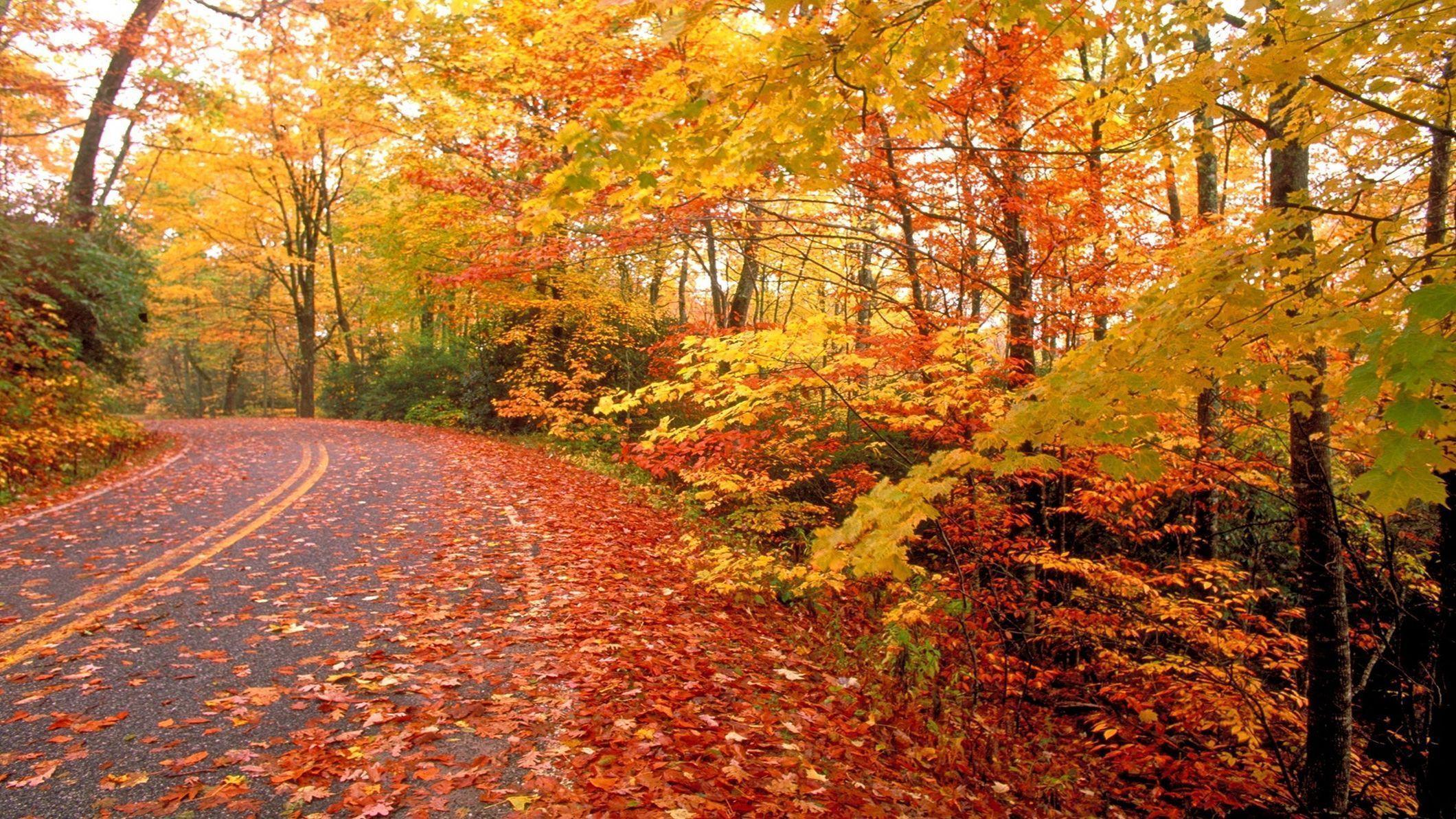 Download 100 Fall Nature Wallpaper Iphone Gambar Viral - Posts.id