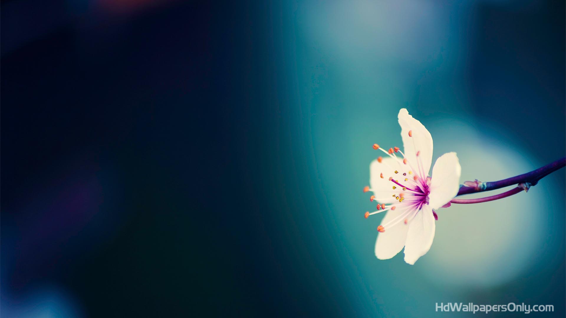 Free Desktop Background HD Wallpaper OnlyHD Wallpaper Only