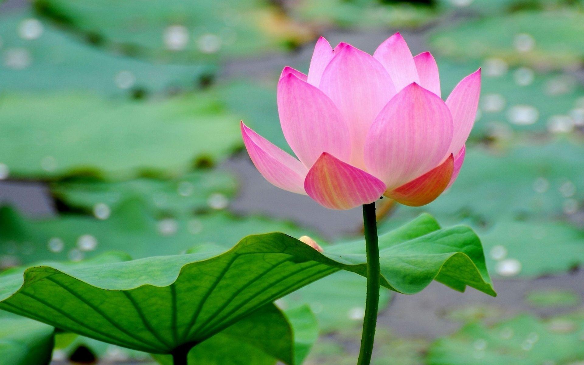 A Pink Water Lily in Flowers