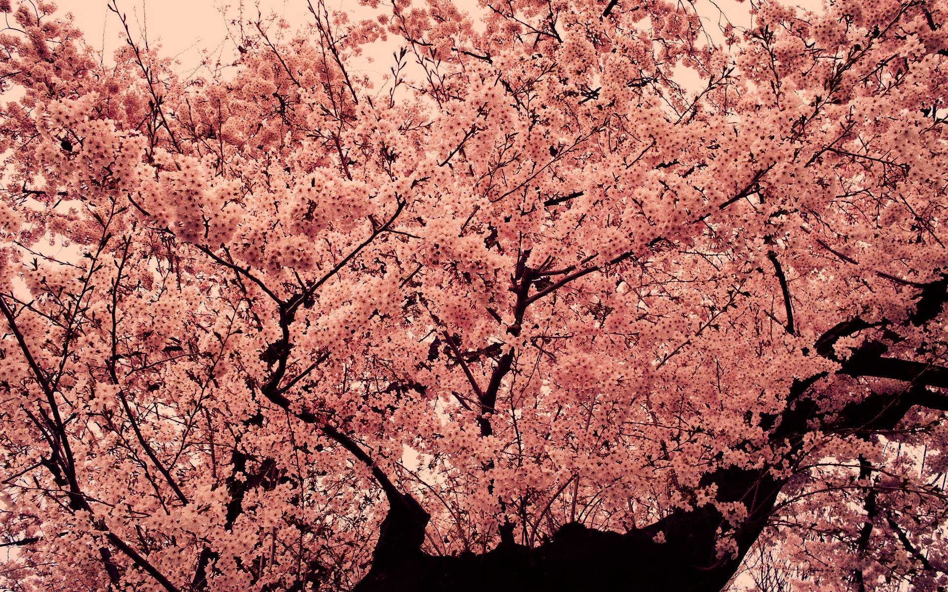 Pix For > Pink Tree Wallpaper HD