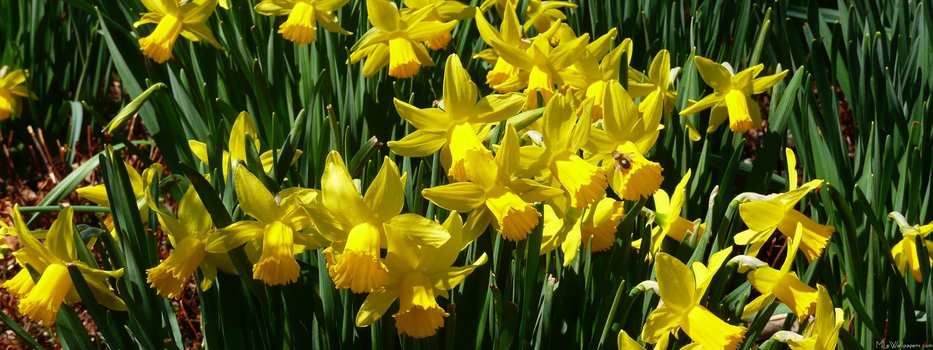 MLe Daffodils I