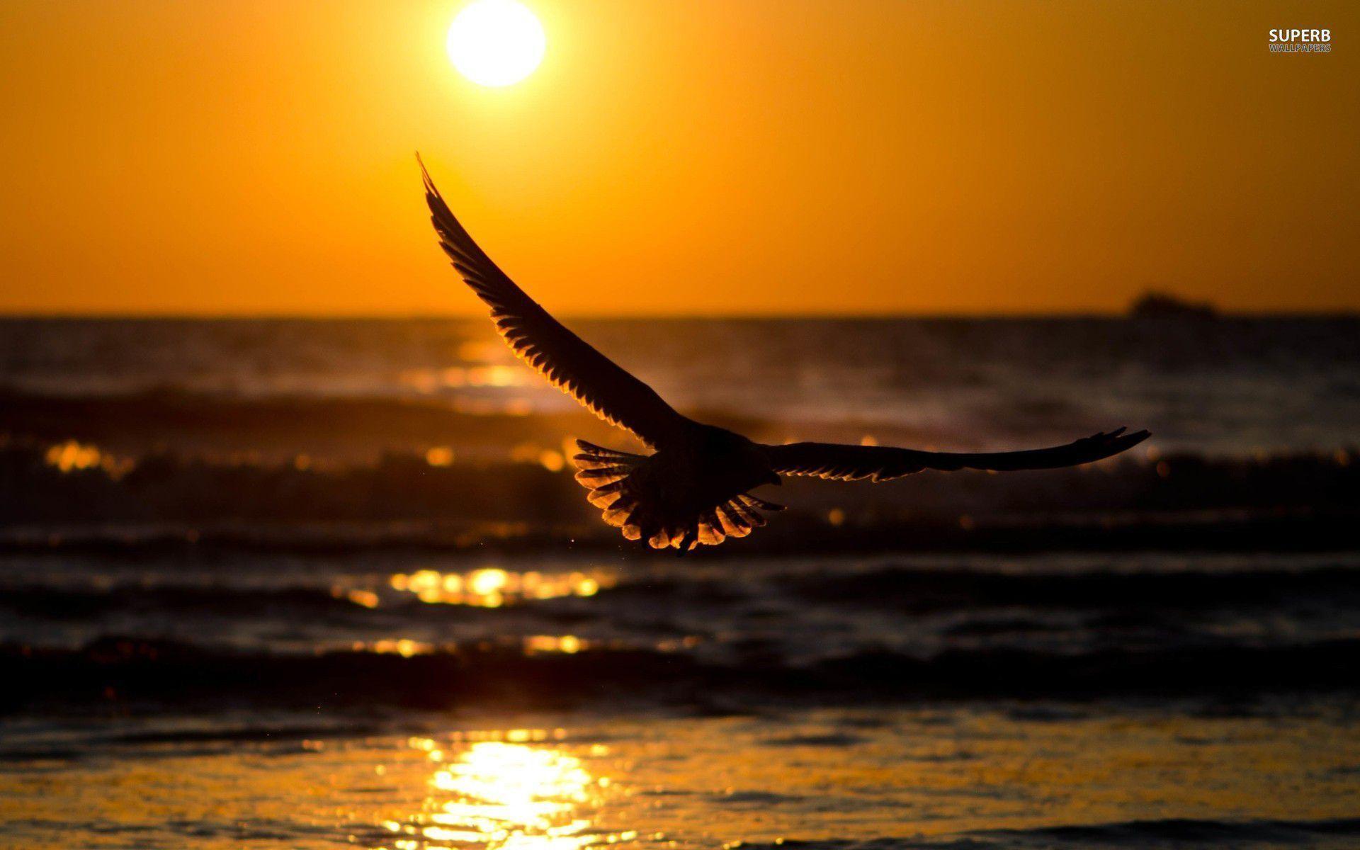 Eagle In The Sunset Computer Background. Animal HD Wallpaper