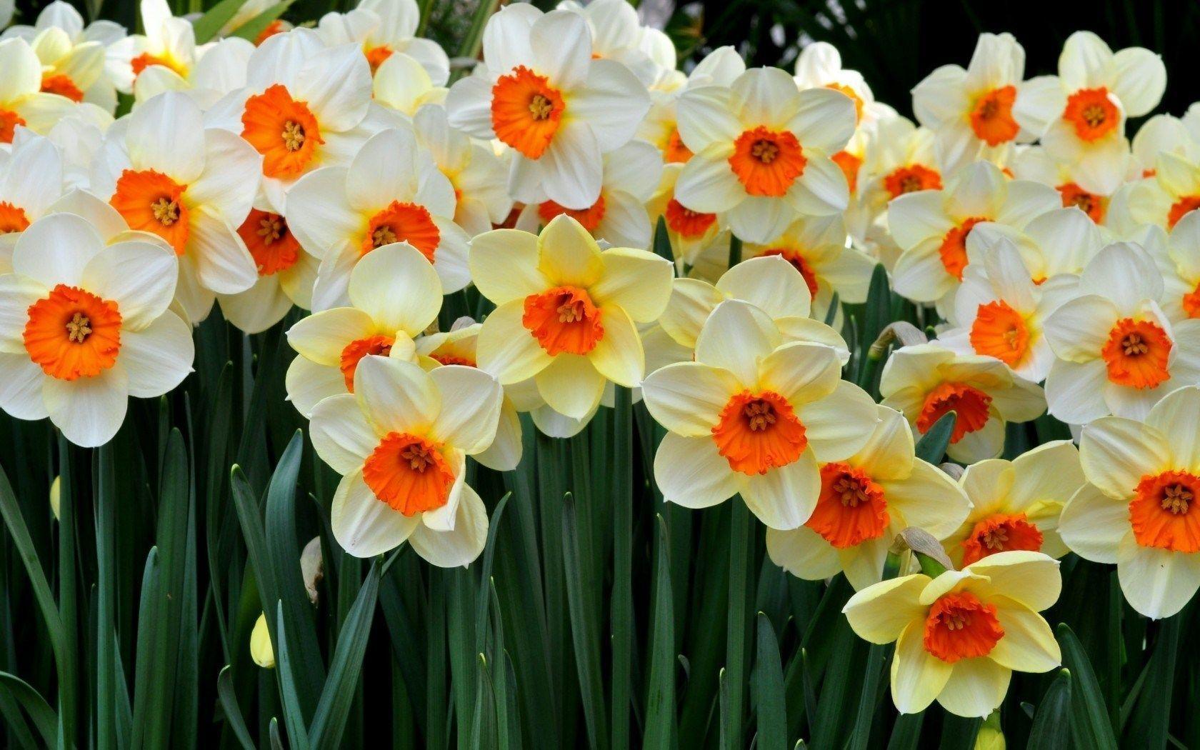 Daffodils Flower Nature HD wallpaper #