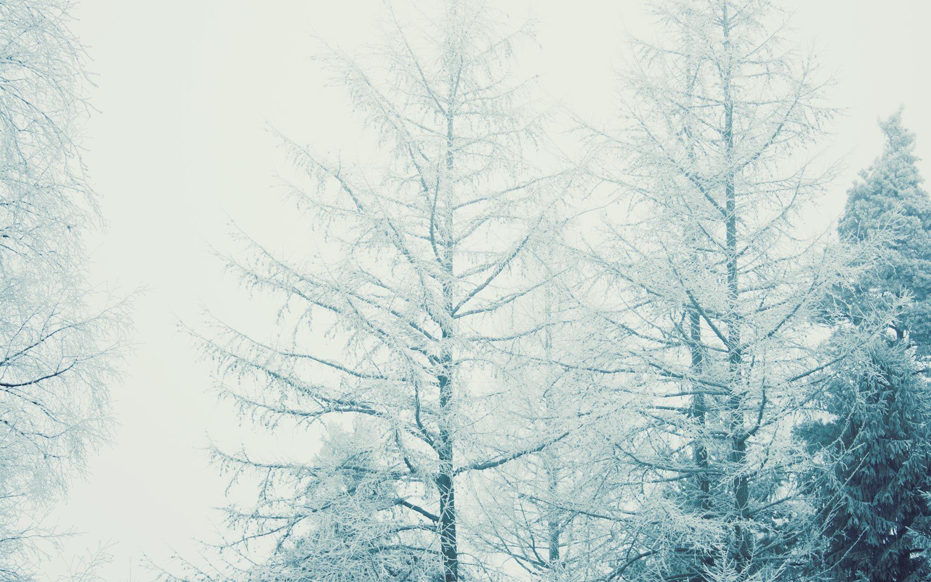 Free Wallpaper Forest 1920x1200 wallpaper