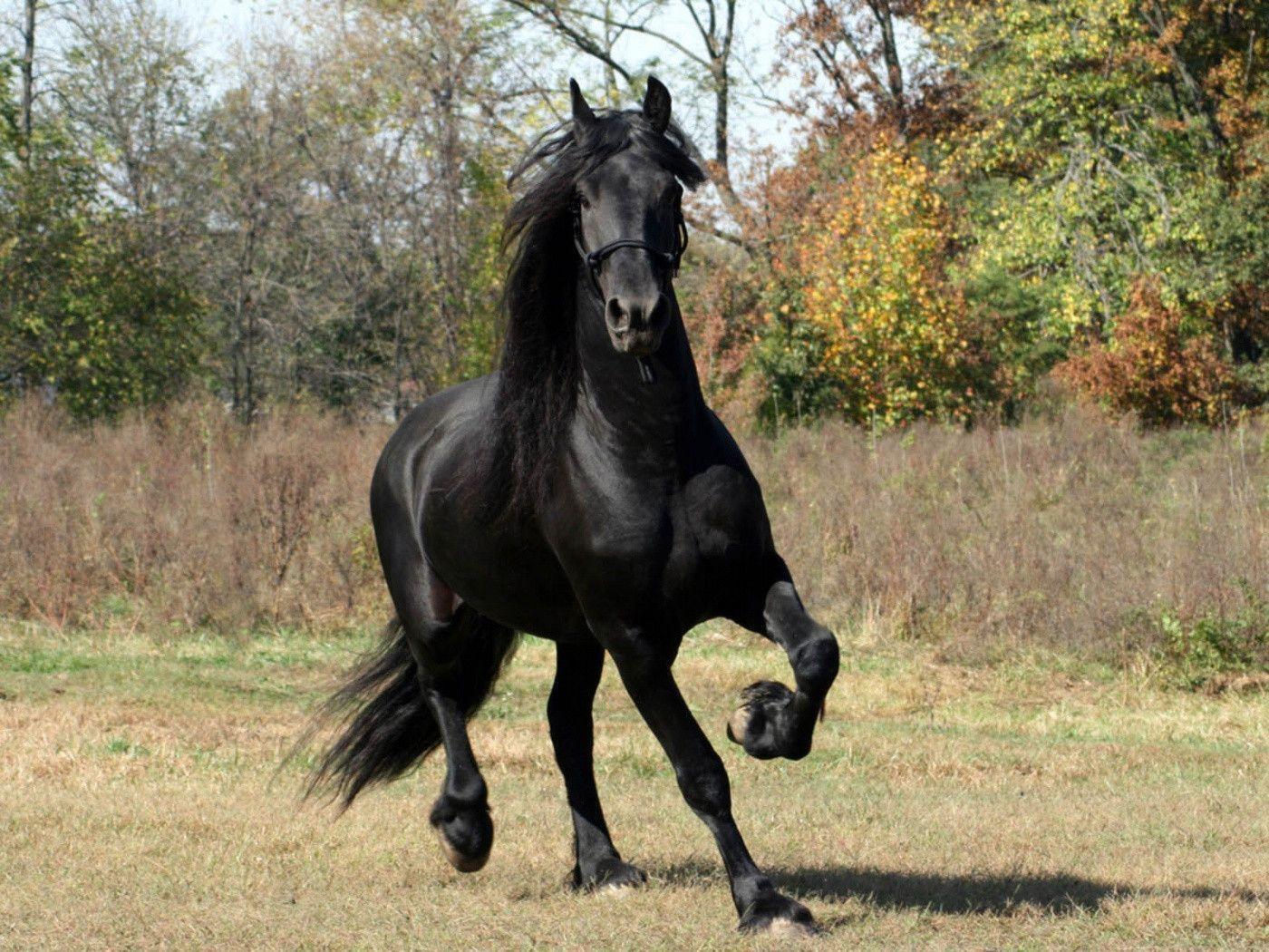 Download A Majestic Black Horse Running Through the Fields | Wallpapers.com