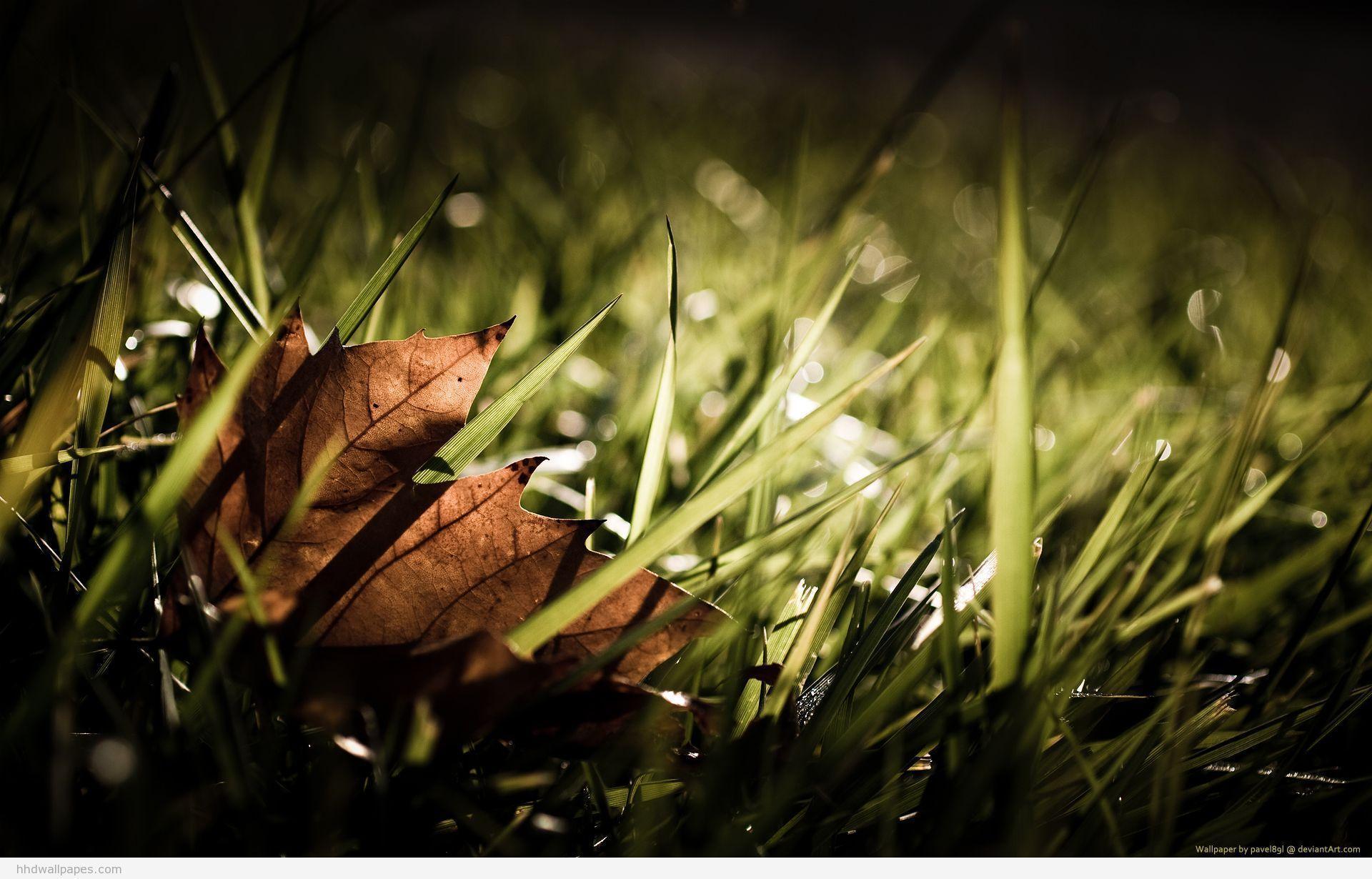 Stunning HD Background. HD Wallpaper Image