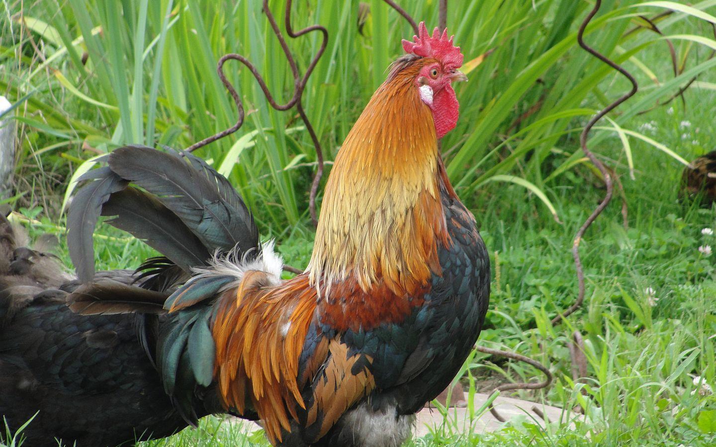 Rooster Wallpaper photo and wallpaper. All Rooster Wallpaper picture
