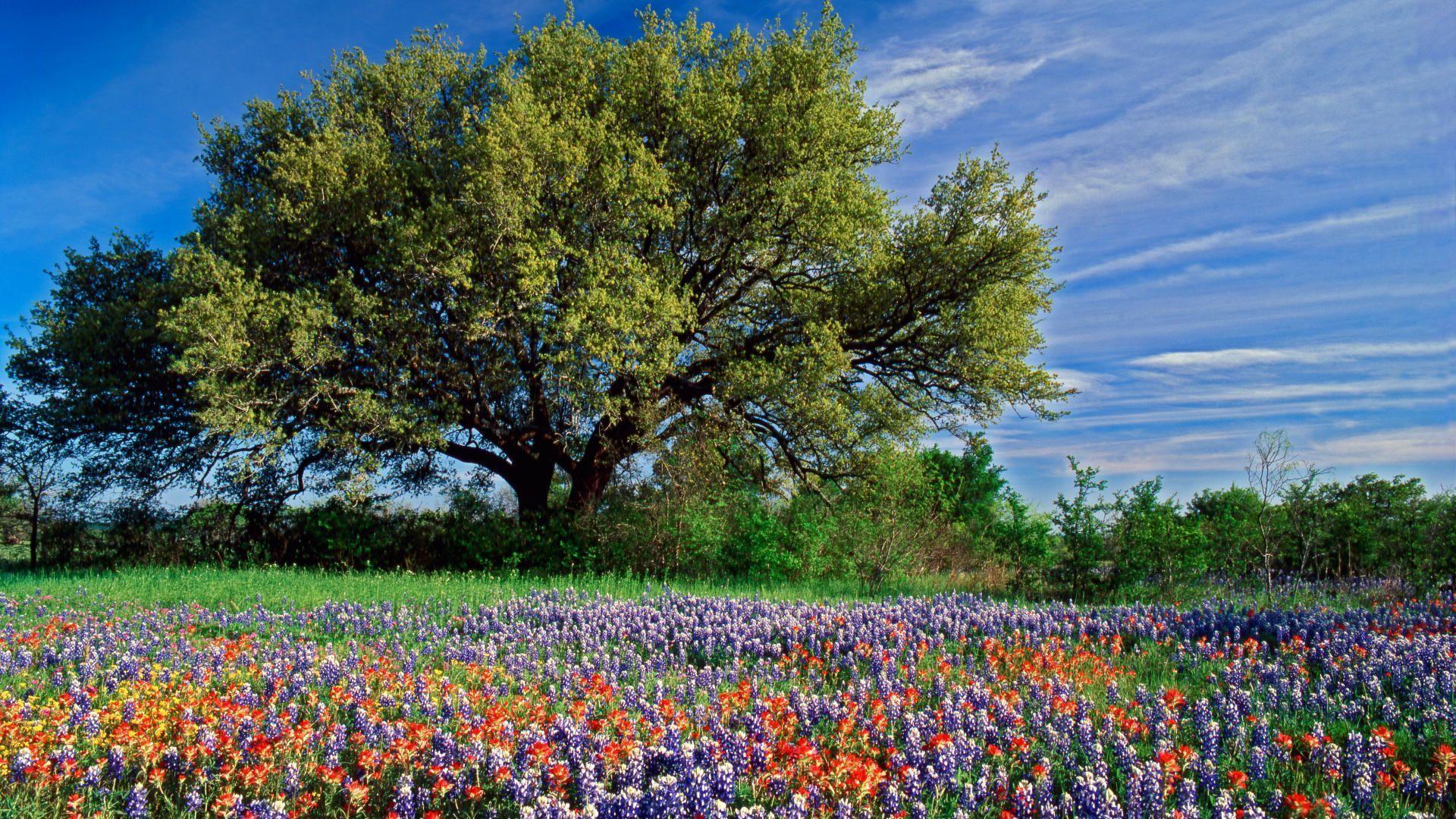 HD Live Oak Among Texas Paintbrush Bluebonnets, Texas. Wallpaper