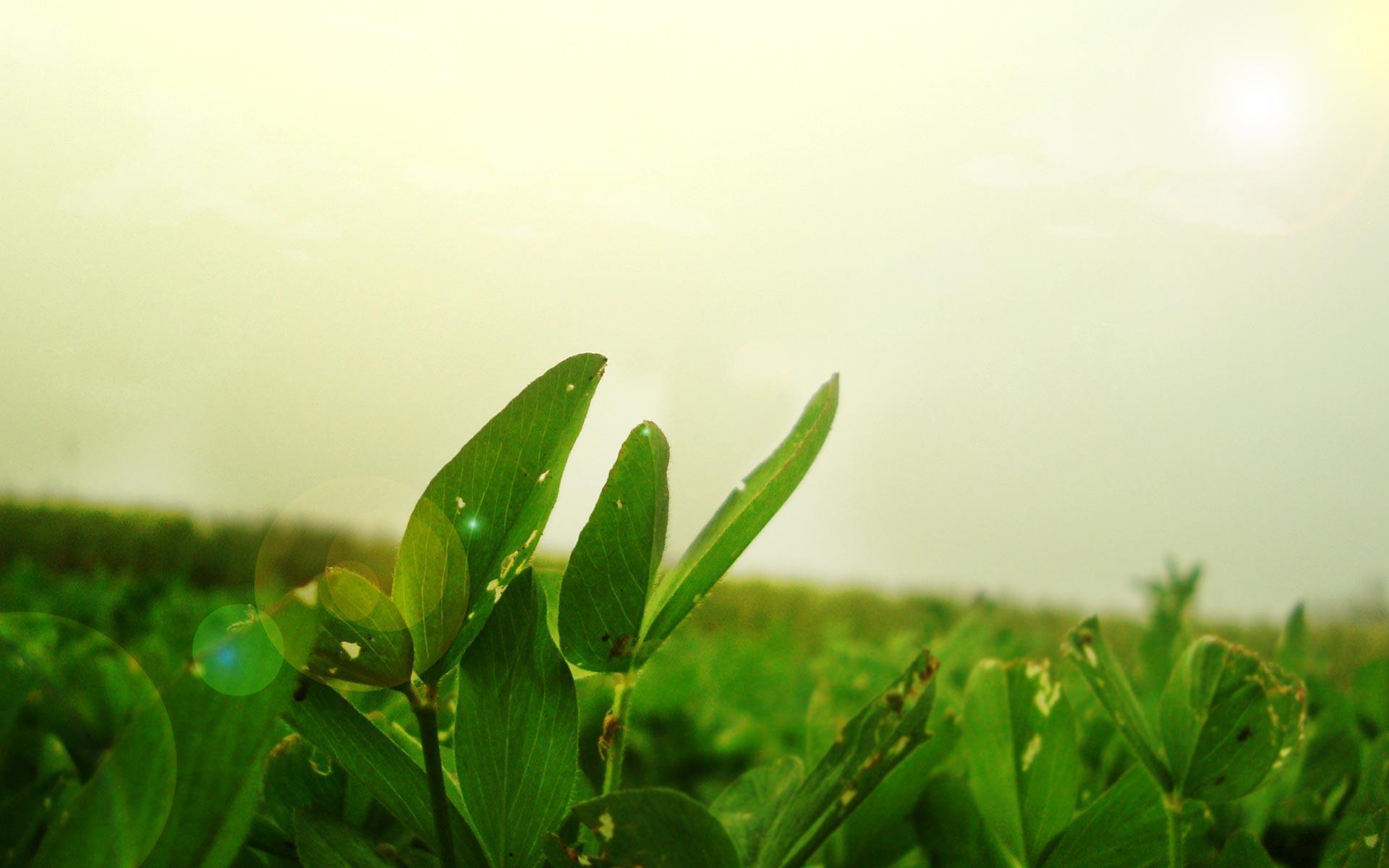 HD Wallpaper: 1920x1200 Abstract nature_beauty 2012 free