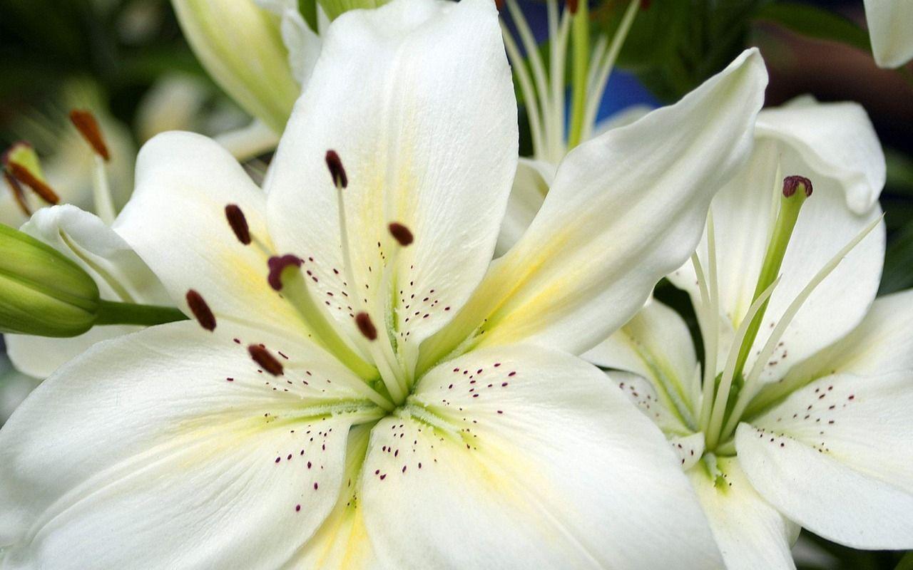 Flowers For > White Lily Flower Wallpaper
