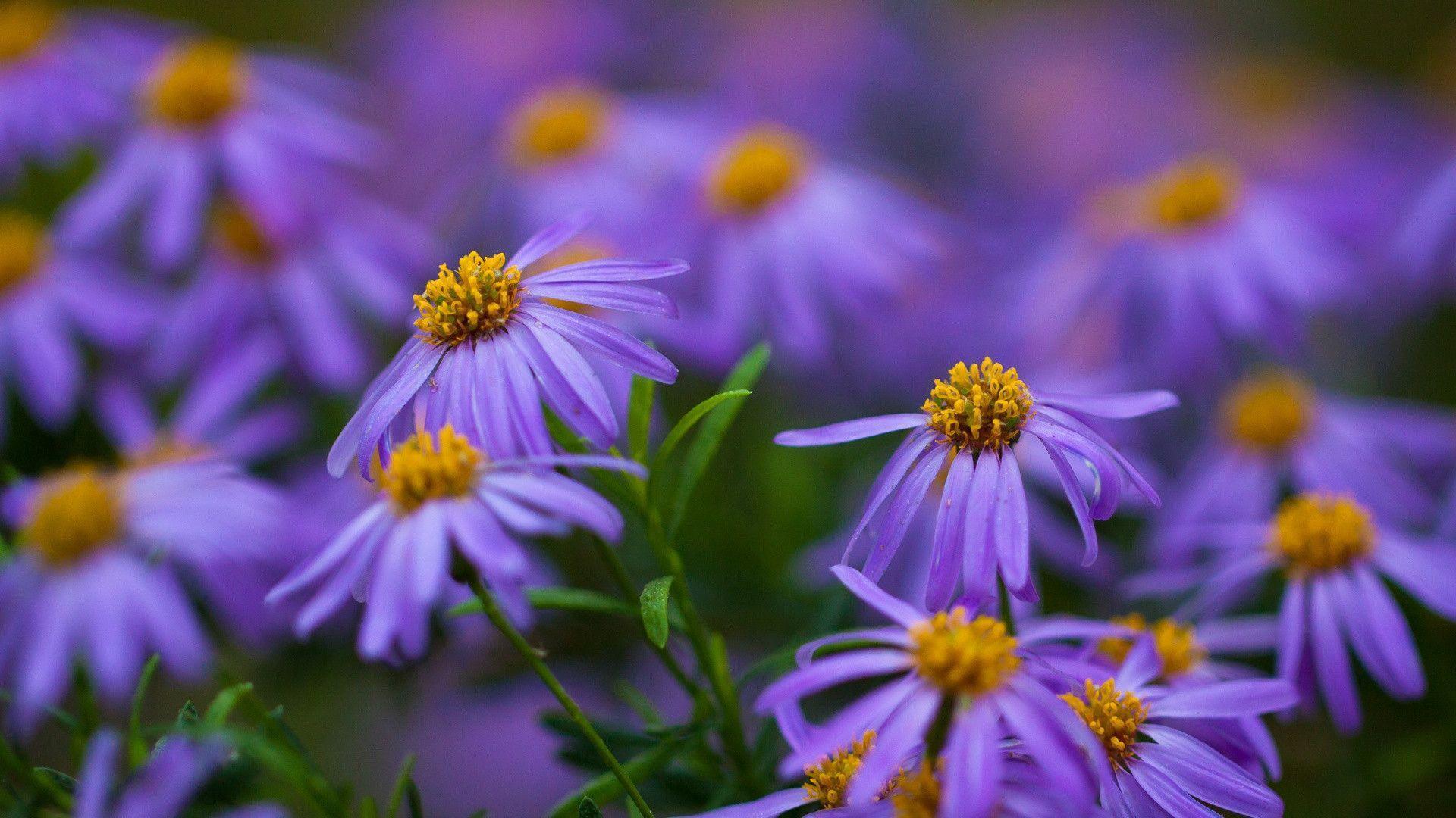 Beautiful Purple Flowers Pictures Hd Image 3 HD Wallpapers