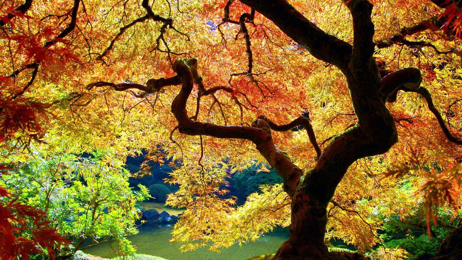 Leaves of trees Spring desktop background